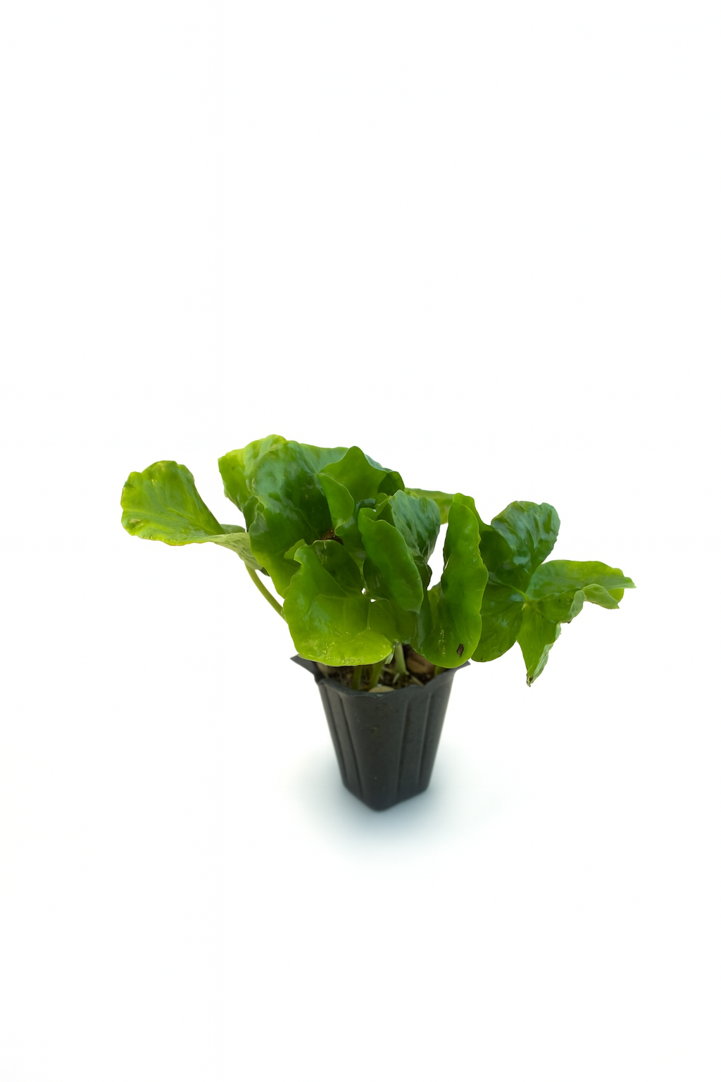 Mini Terrarium Plants – 6 or 9 cells Live Plants