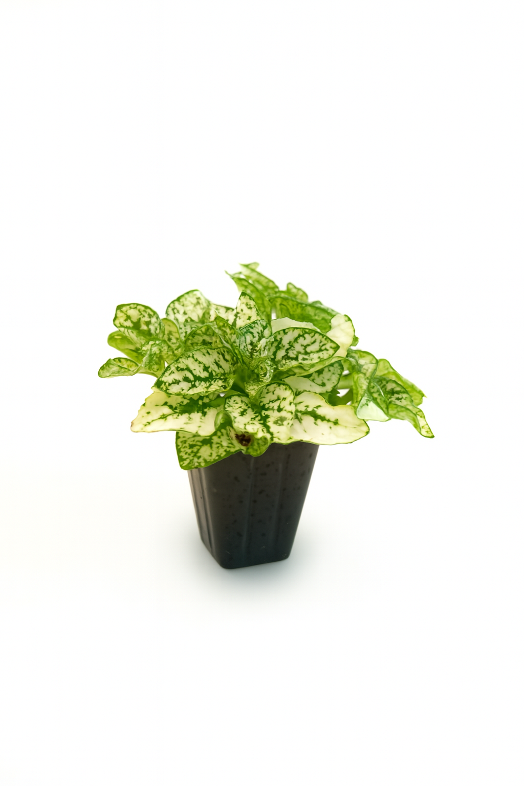 Mini Terrarium Plants – 6 or 9 cells Live Plants