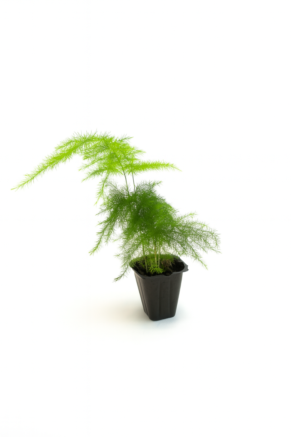 Mini Terrarium Plants – 6 or 9 cells Live Plants