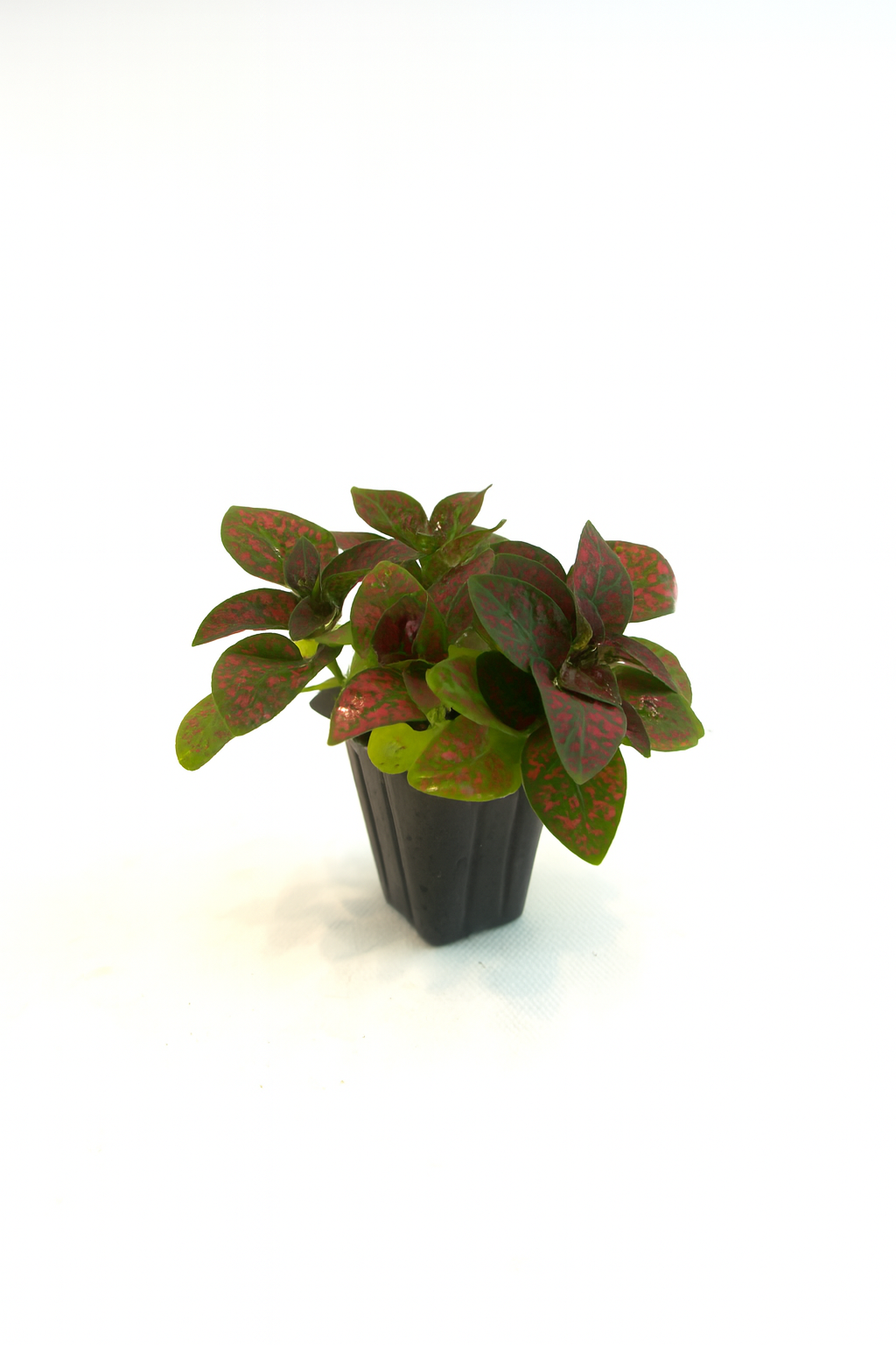 Mini Terrarium Plants – 6 or 9 cells Live Plants