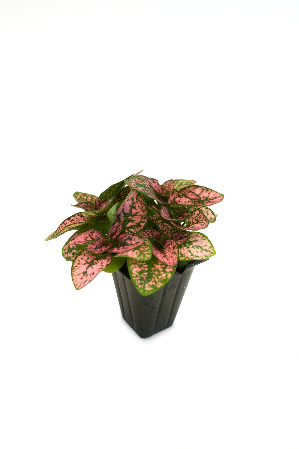 Mini Terrarium Plants – 6 or 9 cells Live Plants