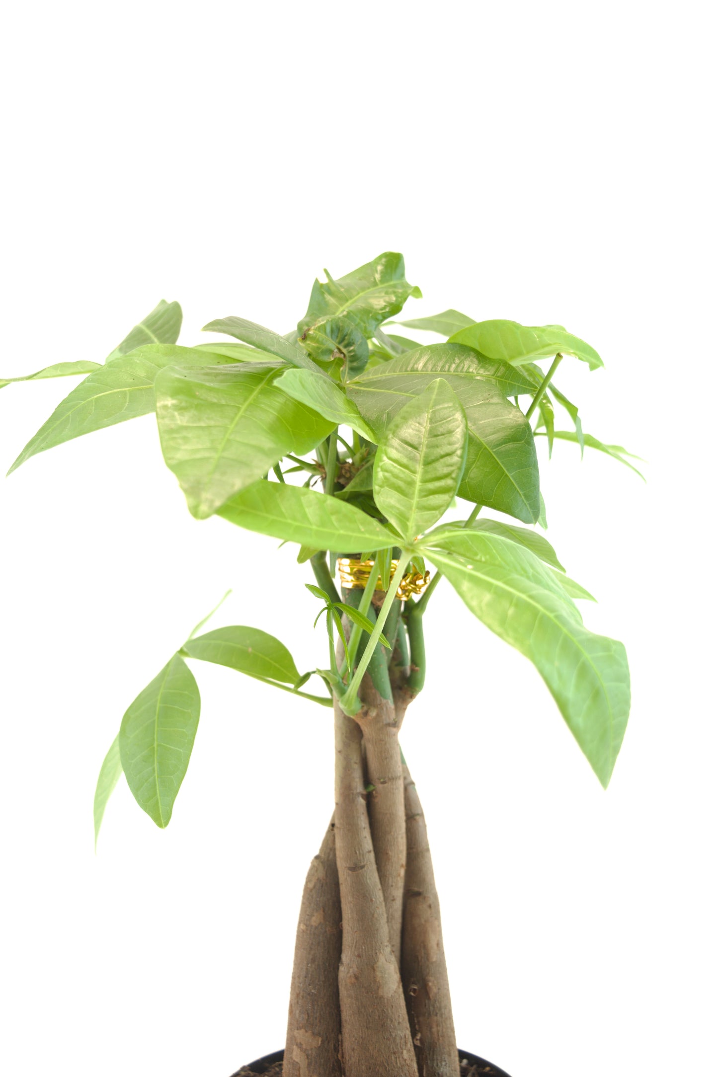 Money Tree in a 4"grow pot