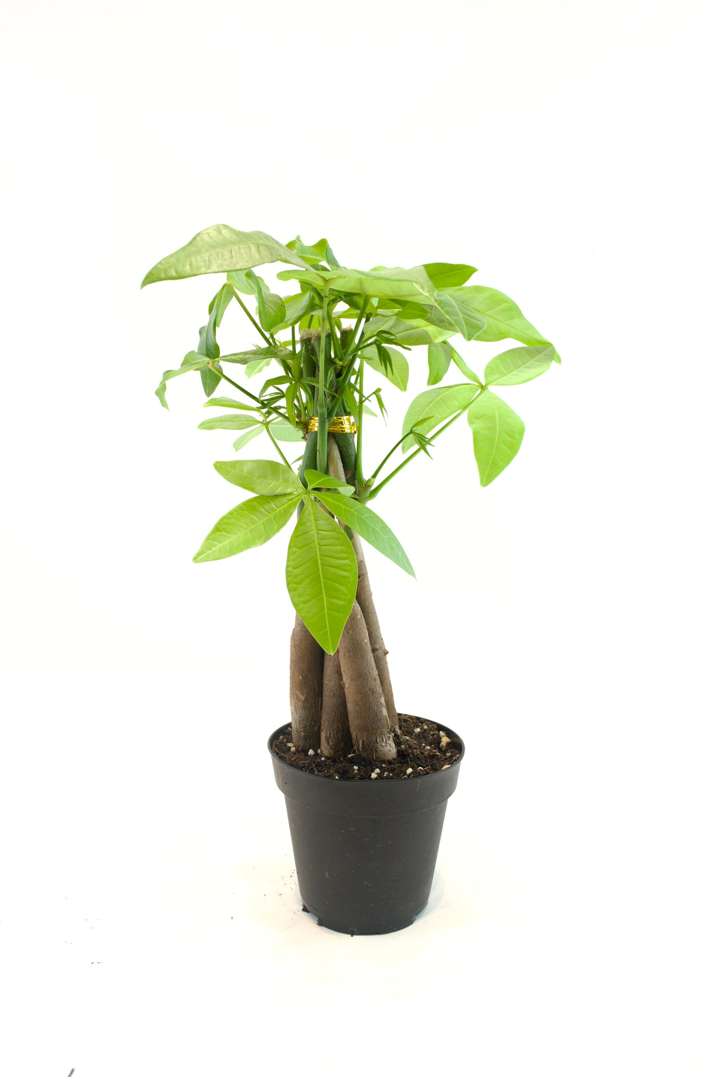 Money Tree in a 4"grow pot
