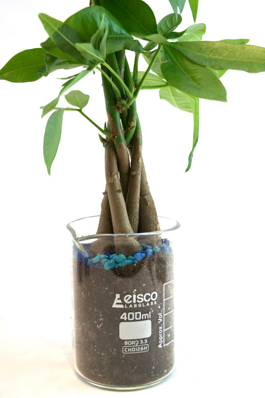 Money Tree in 400mL Beaker