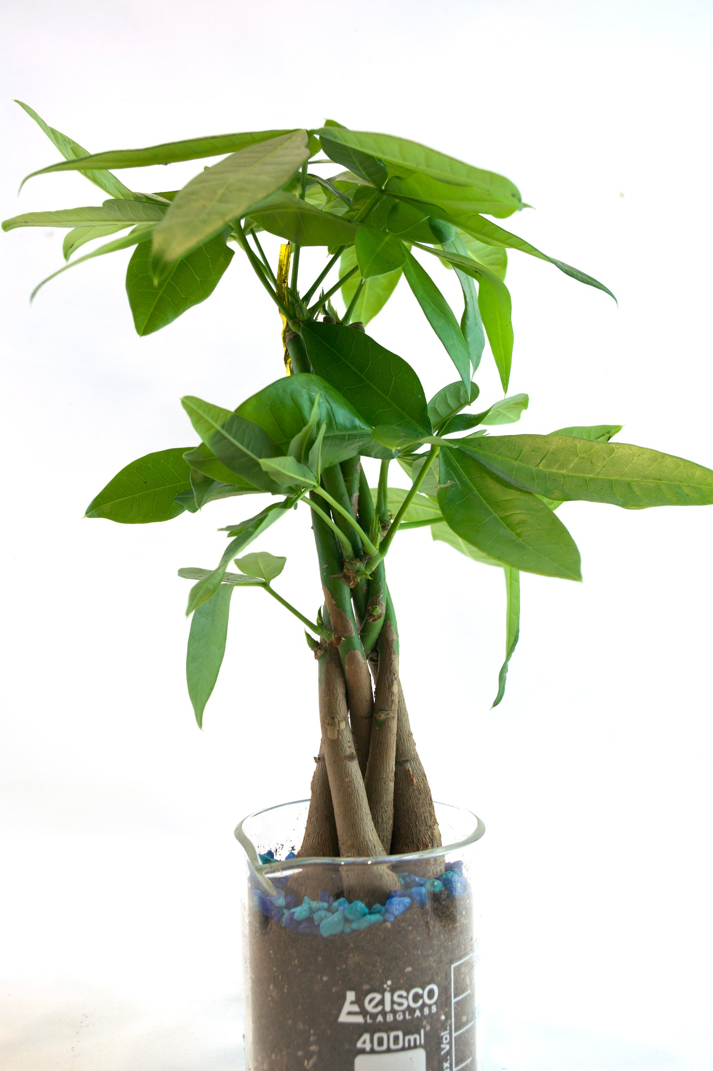 Money Tree in 400mL Beaker