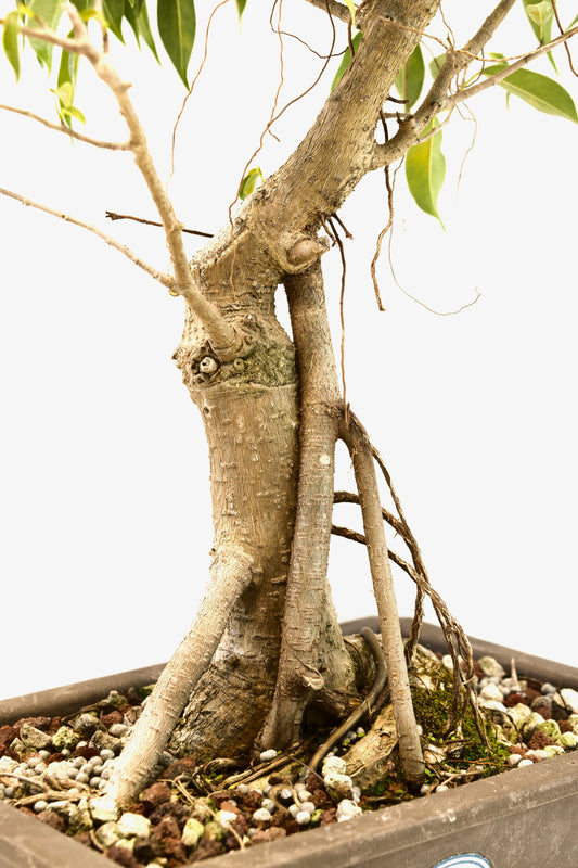 Oriental Ficus Bonsai Training 9.5" Pot - One of a Kind Bonsai