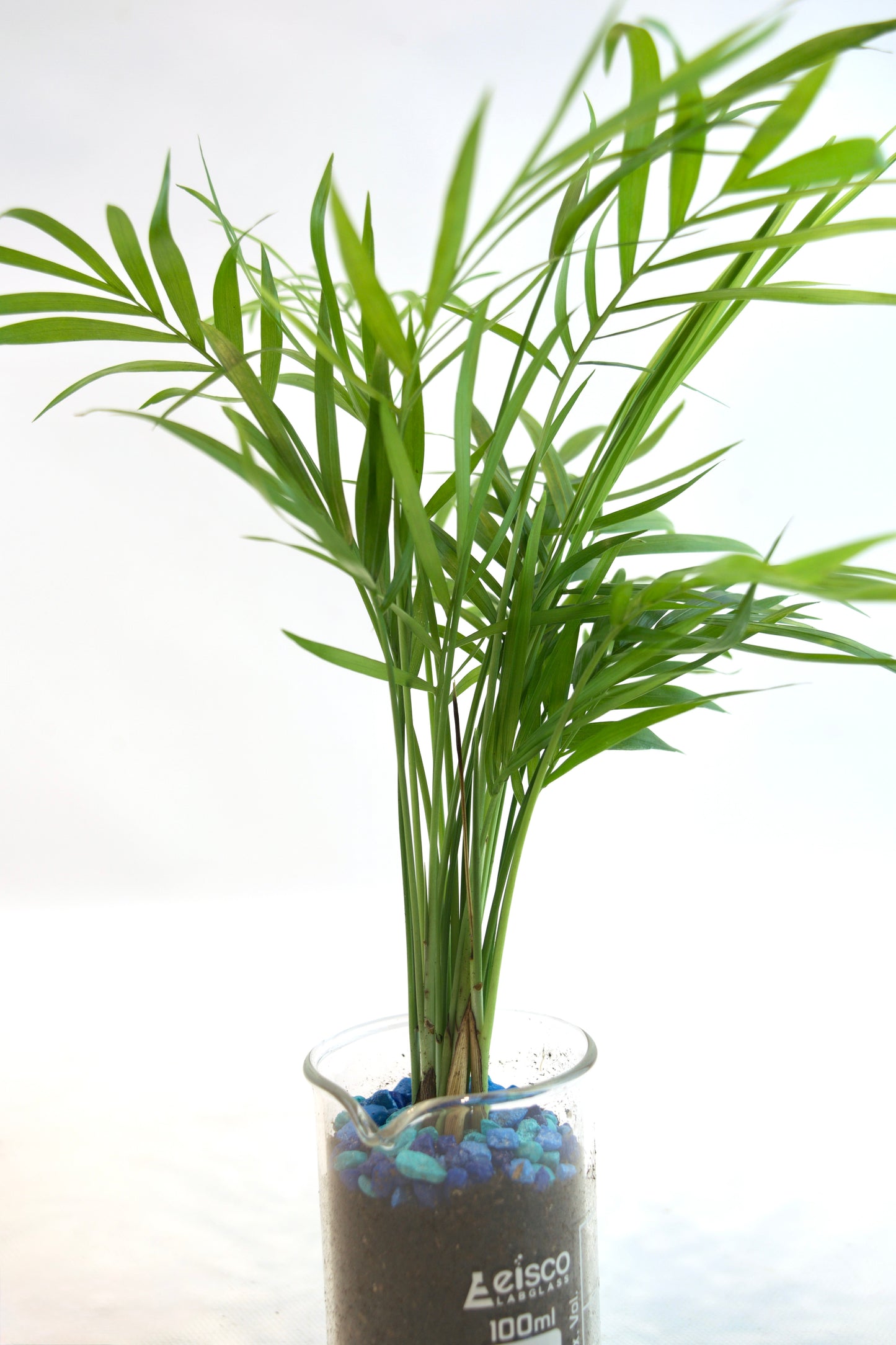 Parlor Palm Tree in 100mL Beaker