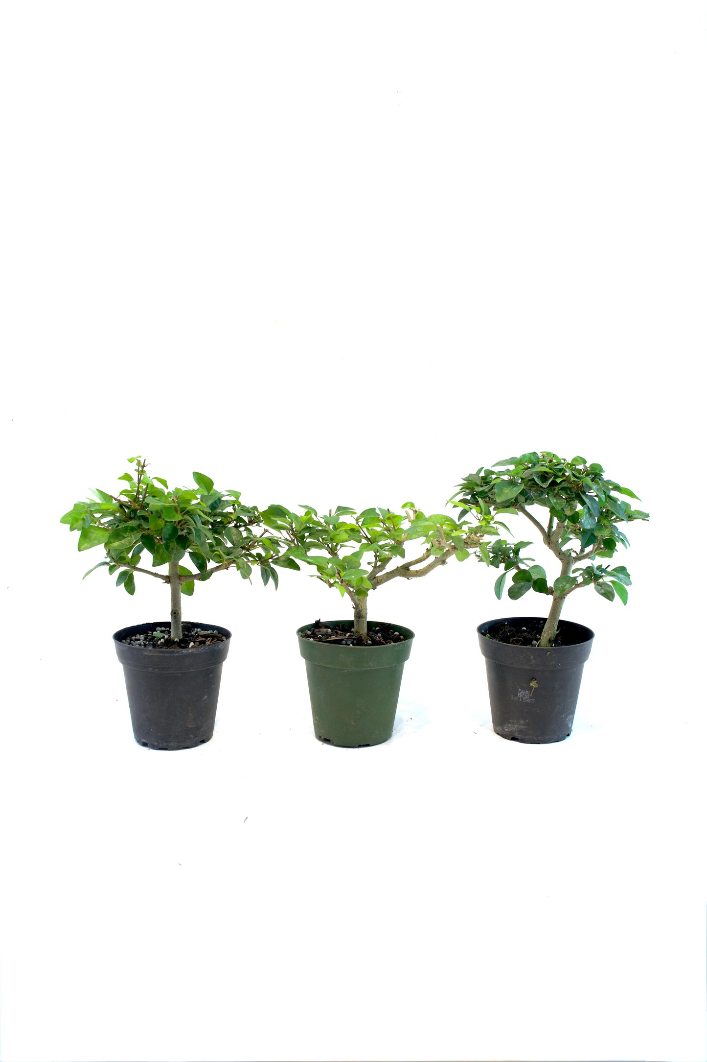 Parrot's Beak Bonsai Tree 4"