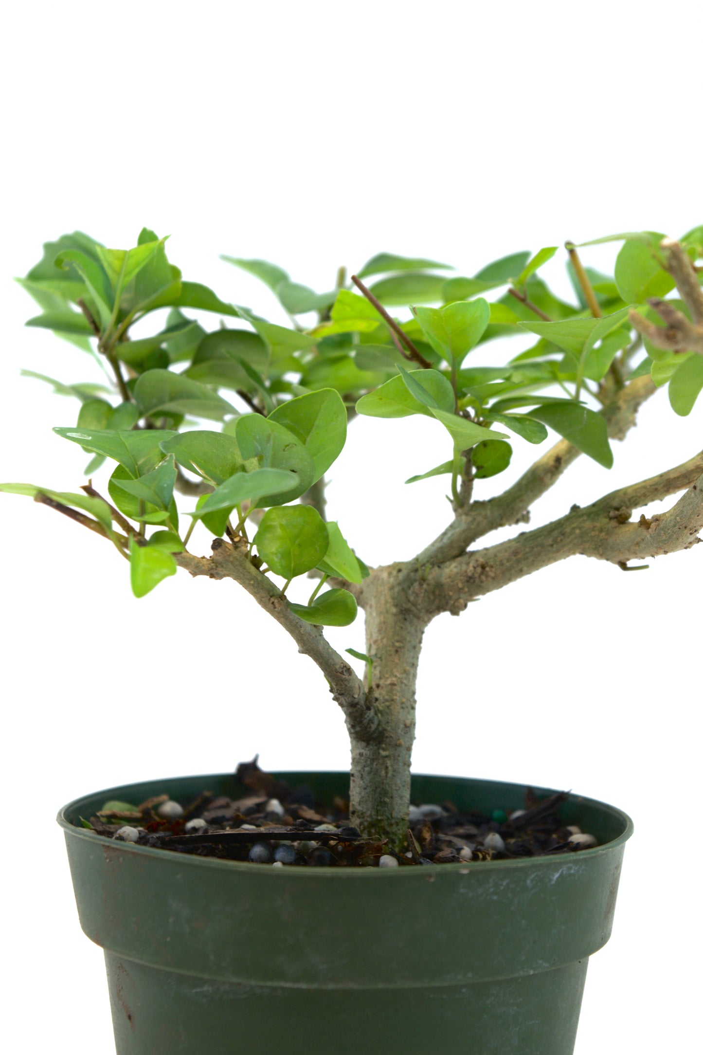 Parrot's Beak Bonsai Tree 4"