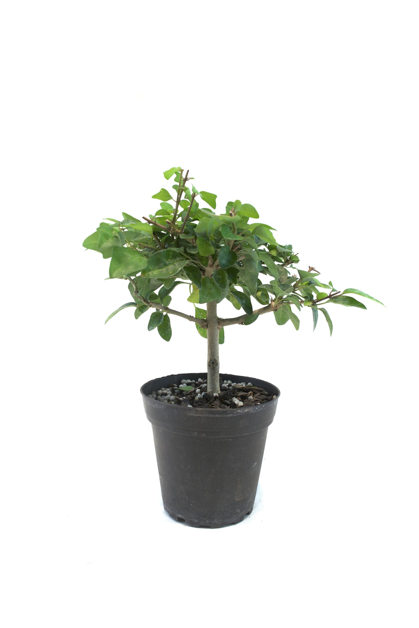 Parrot's Beak Bonsai Tree 4"