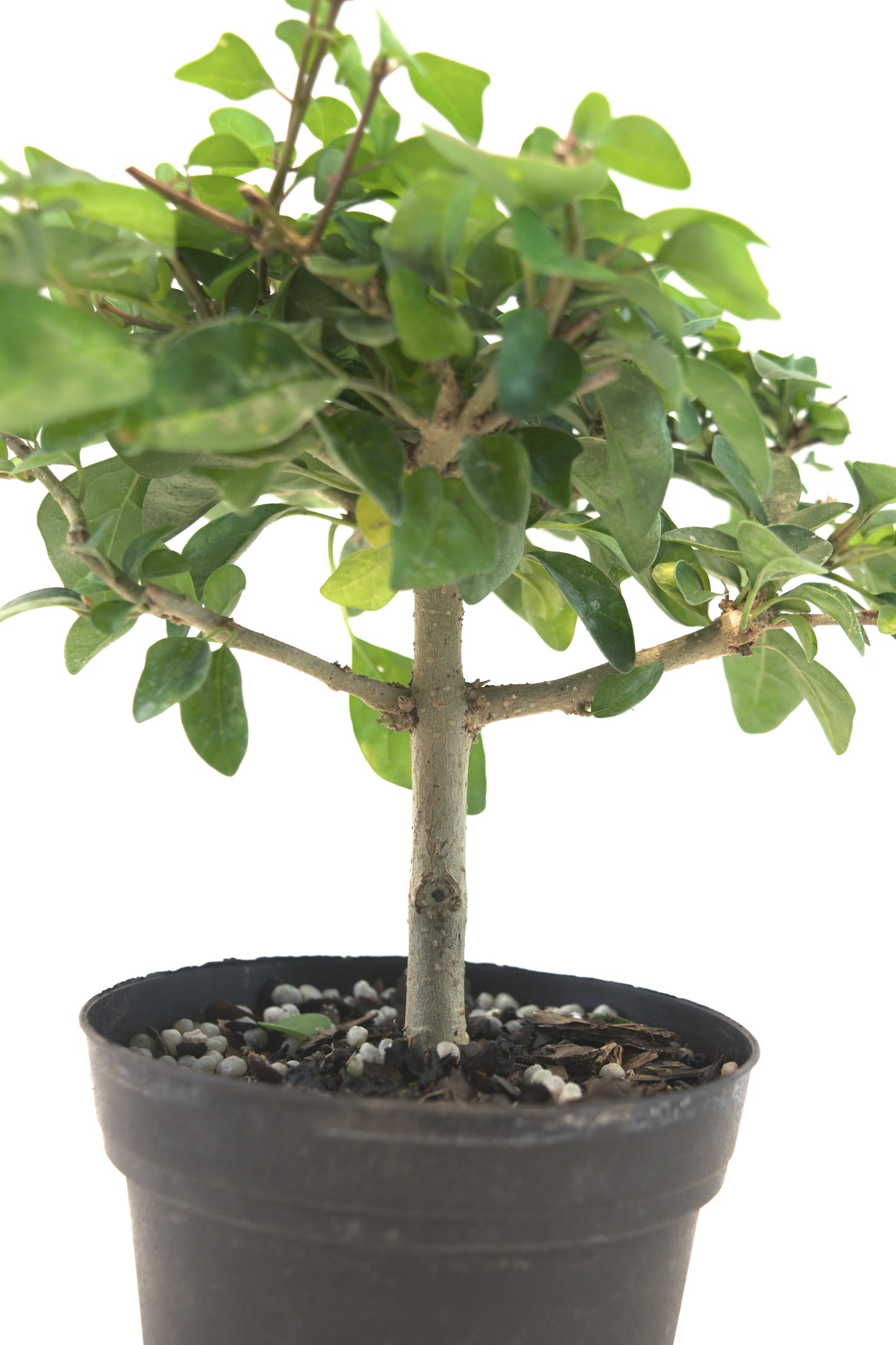 Parrot's Beak Bonsai Tree 4"