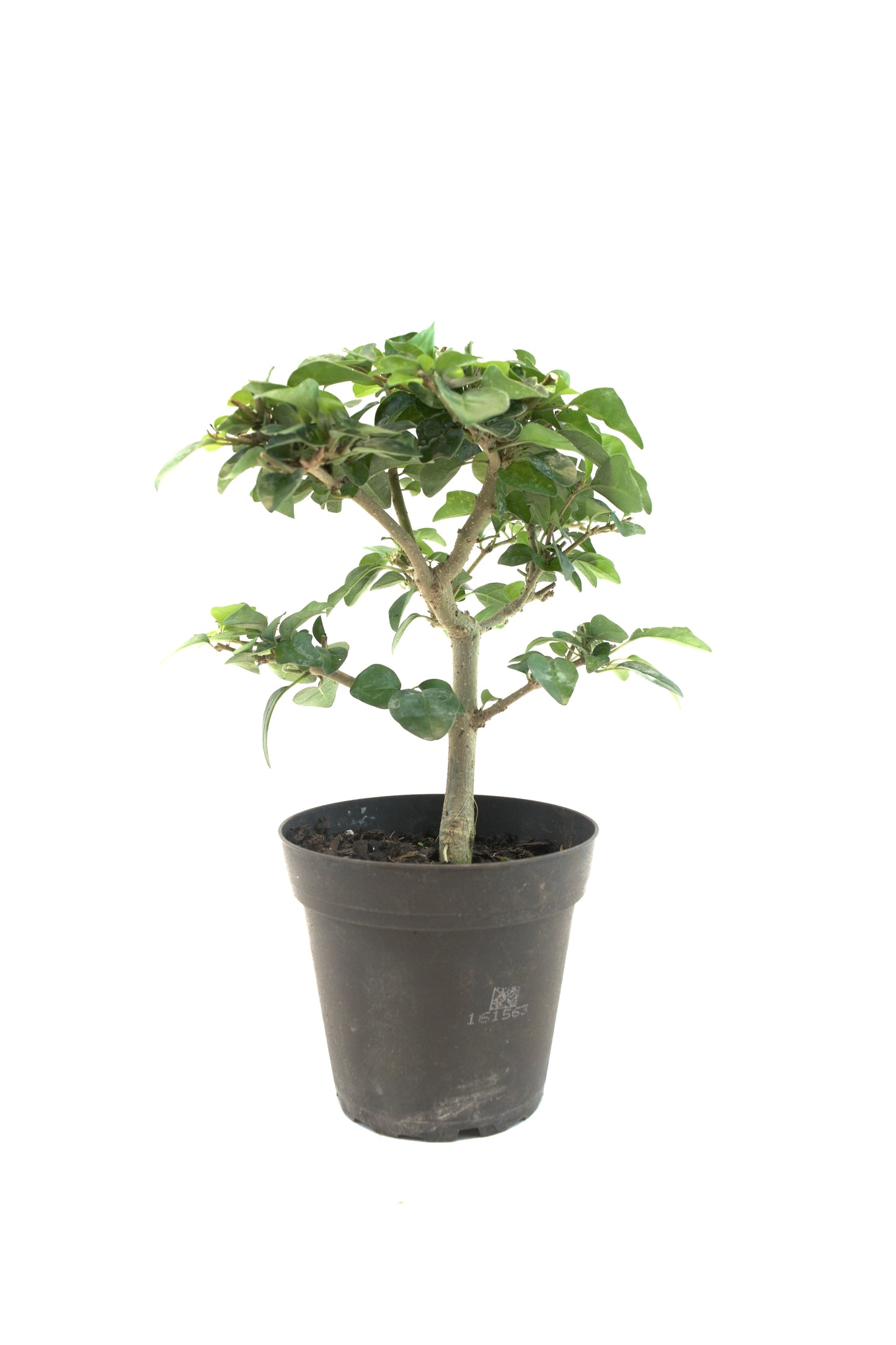 Parrot's Beak Bonsai Tree 4"
