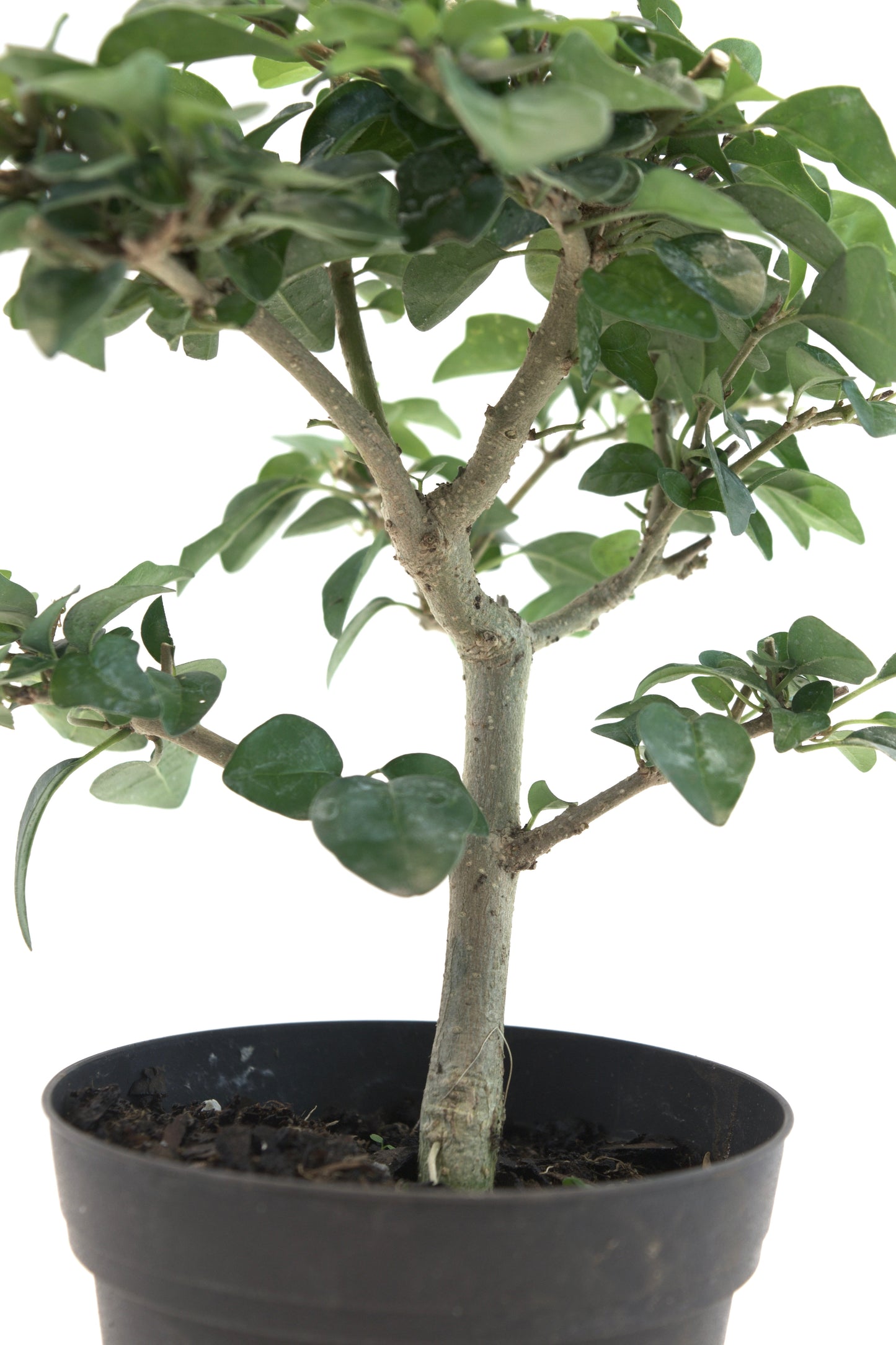Parrot's Beak Bonsai Tree 4"