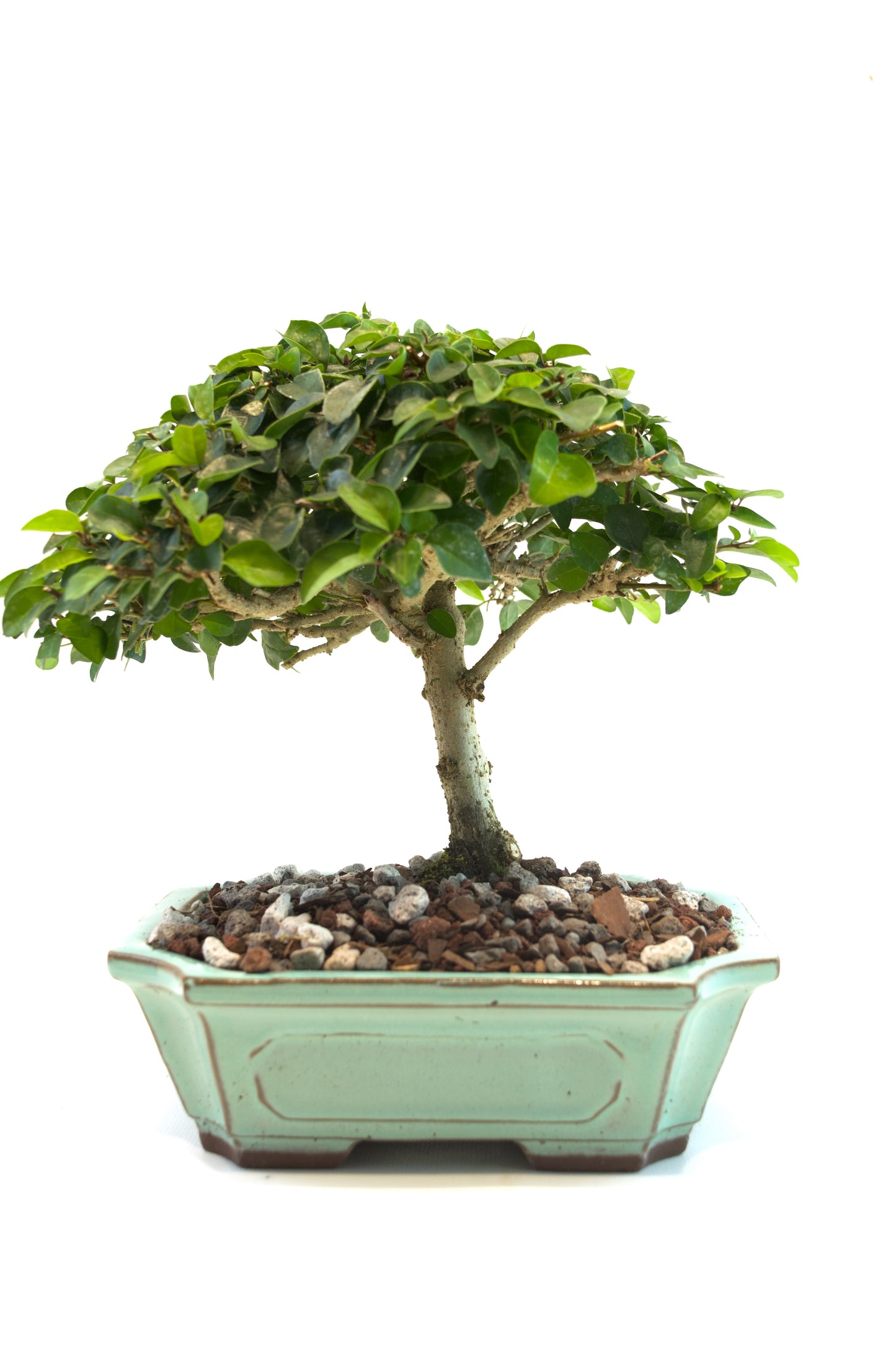 Parrots Beak Bonsai Tree in 7.5" Pot - One of a Kind Bonsai