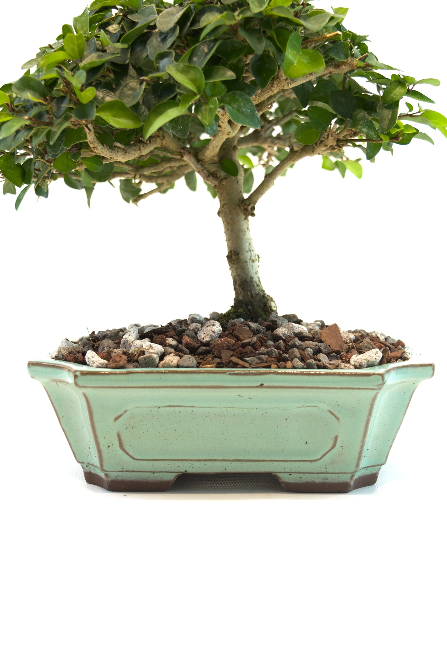 Parrots Beak Bonsai Tree in 7.5" Pot - One of a Kind Bonsai