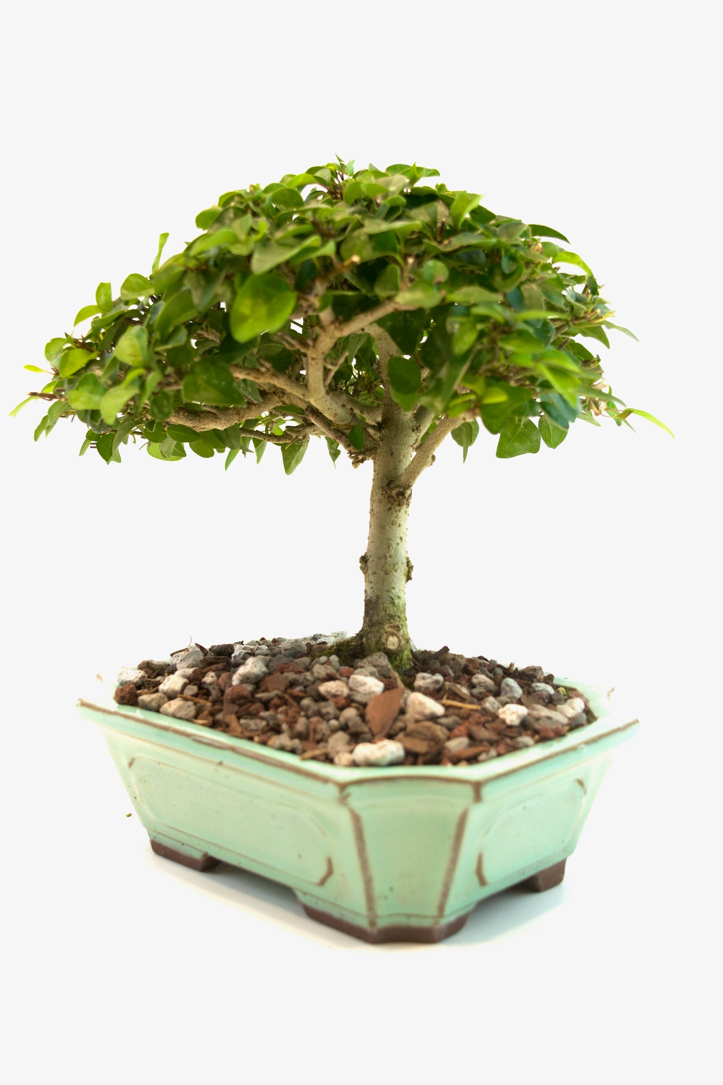 Parrots Beak Bonsai Tree in 7.5" Pot - One of a Kind Bonsai