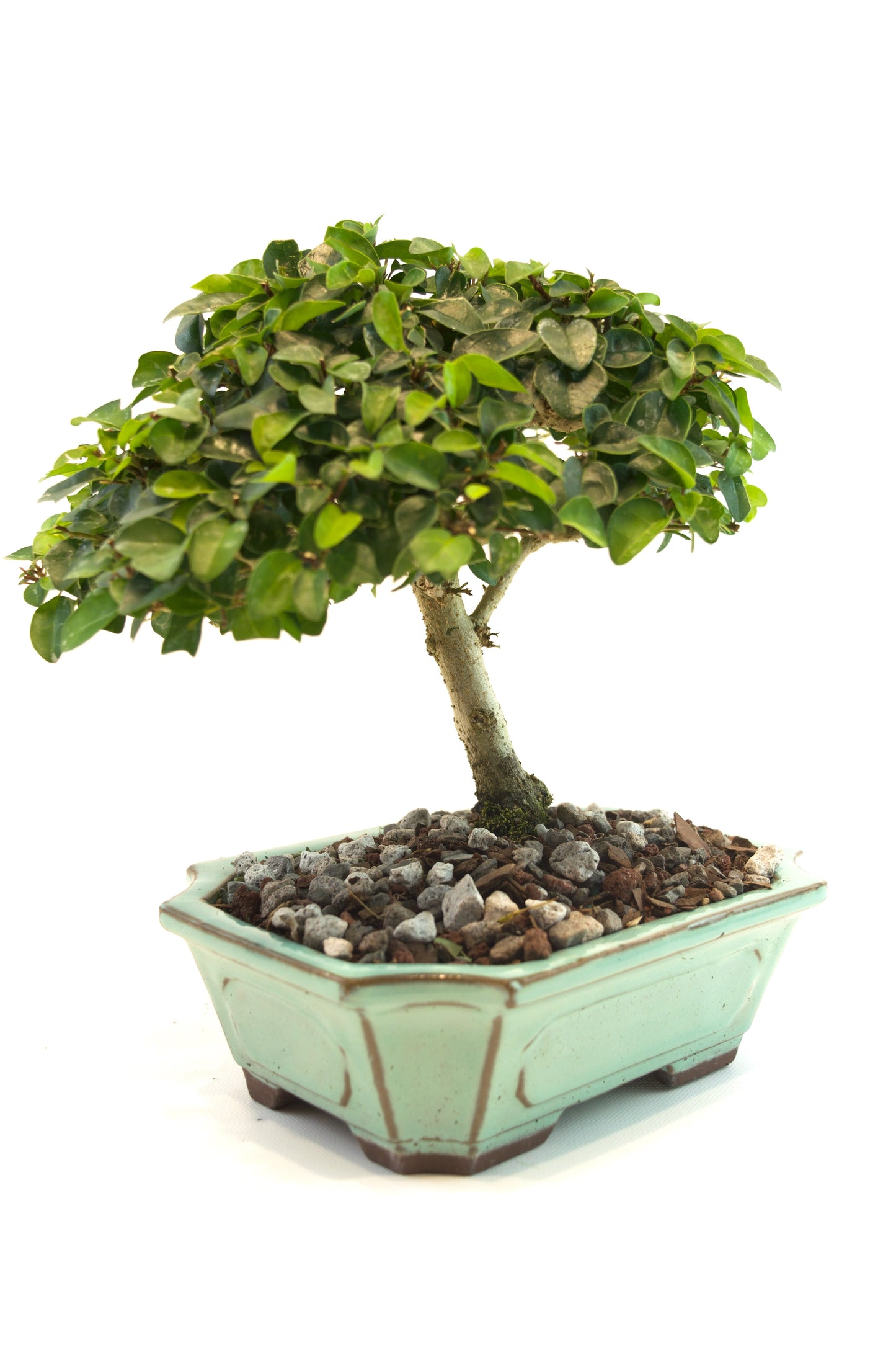 Parrots Beak Bonsai Tree in 7.5" Pot - One of a Kind Bonsai