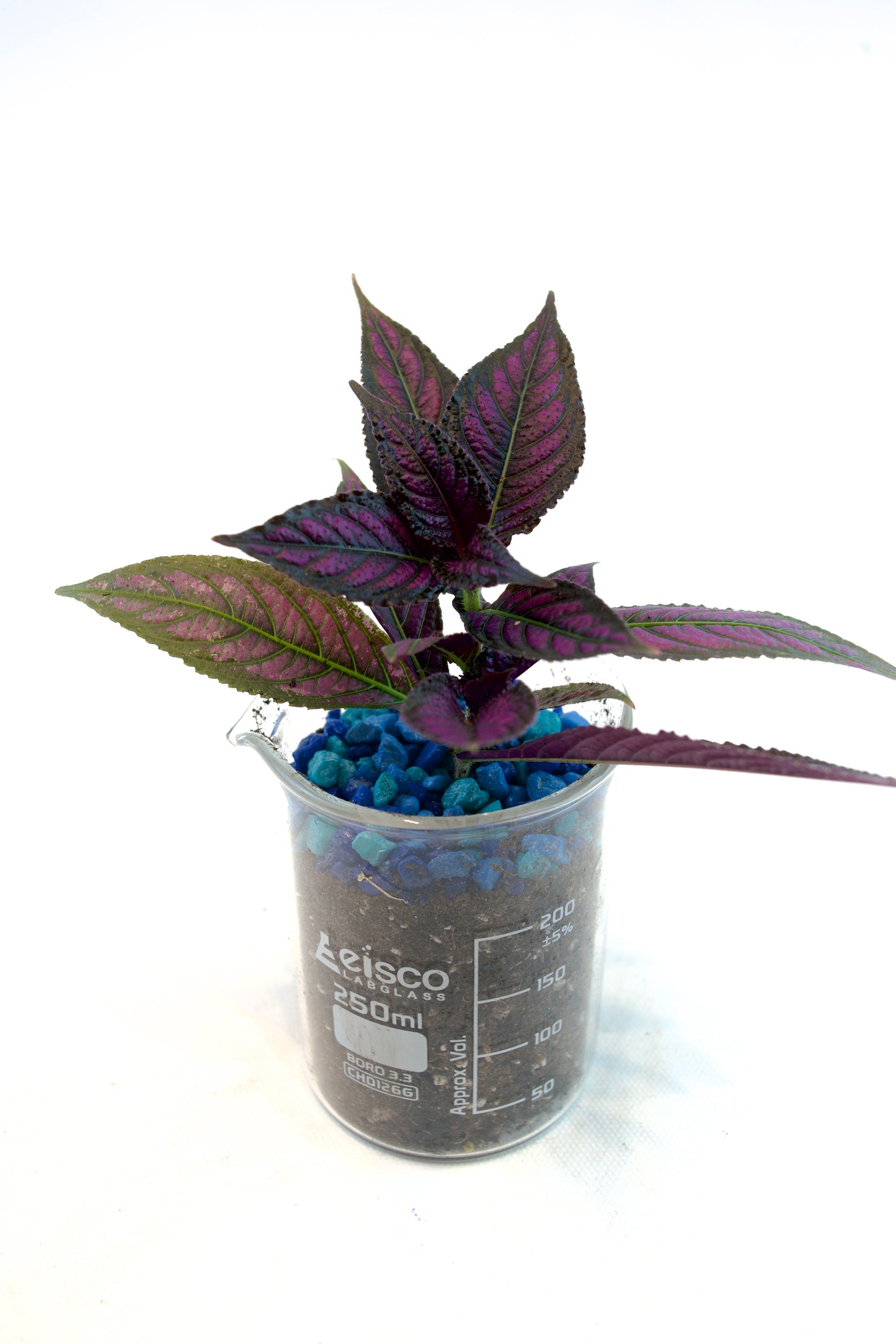 Persian Shield Plant in 250mL Beaker