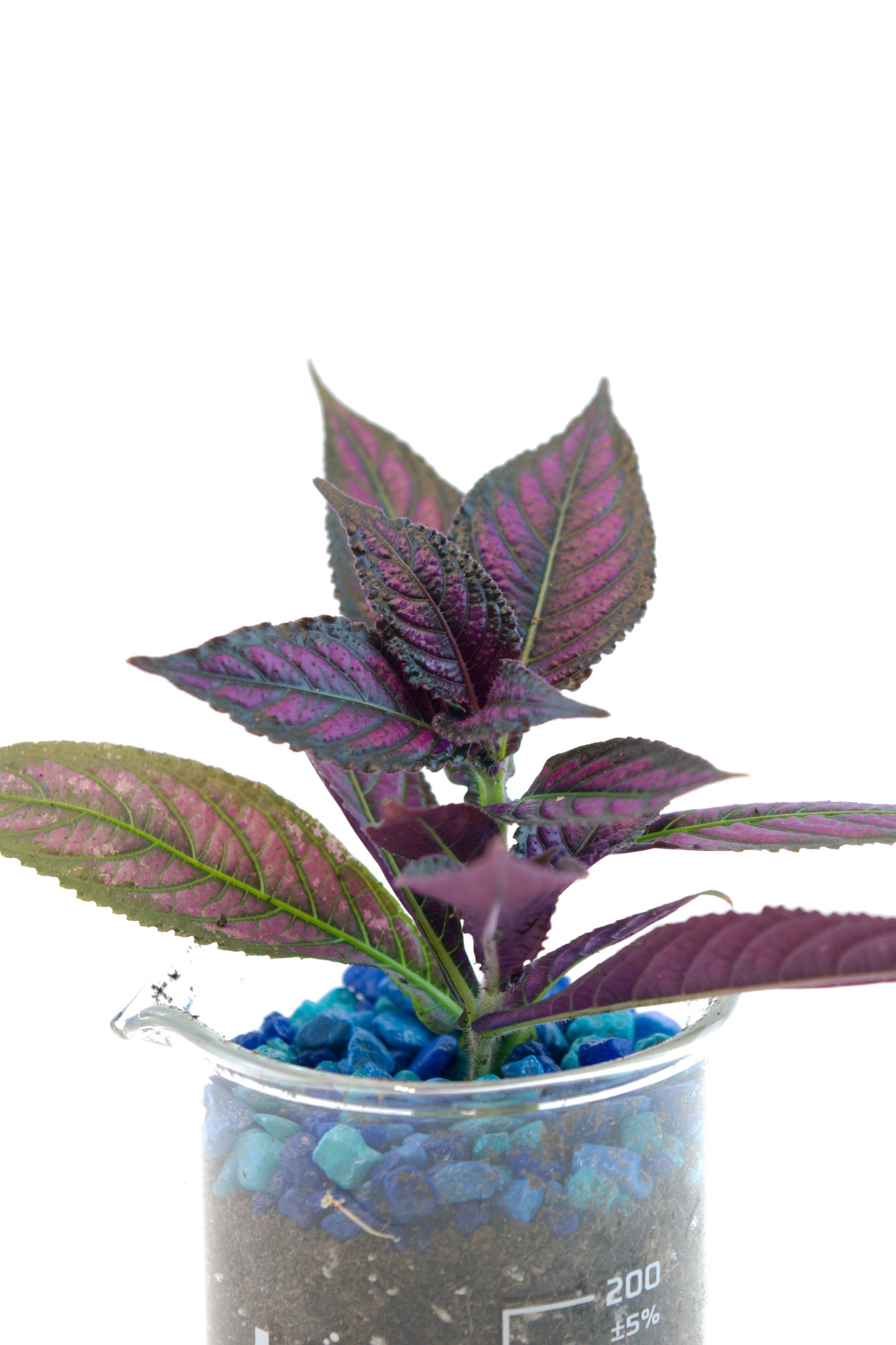 Persian Shield Plant in 250mL Beaker