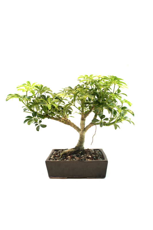 Bonsai tree in a pot on a white background