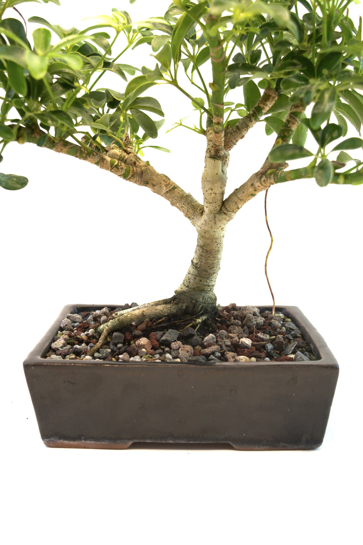 Schefflera Dwarf Bonsai Ceramic 7.5" Pot - One of a Kind Bonsai