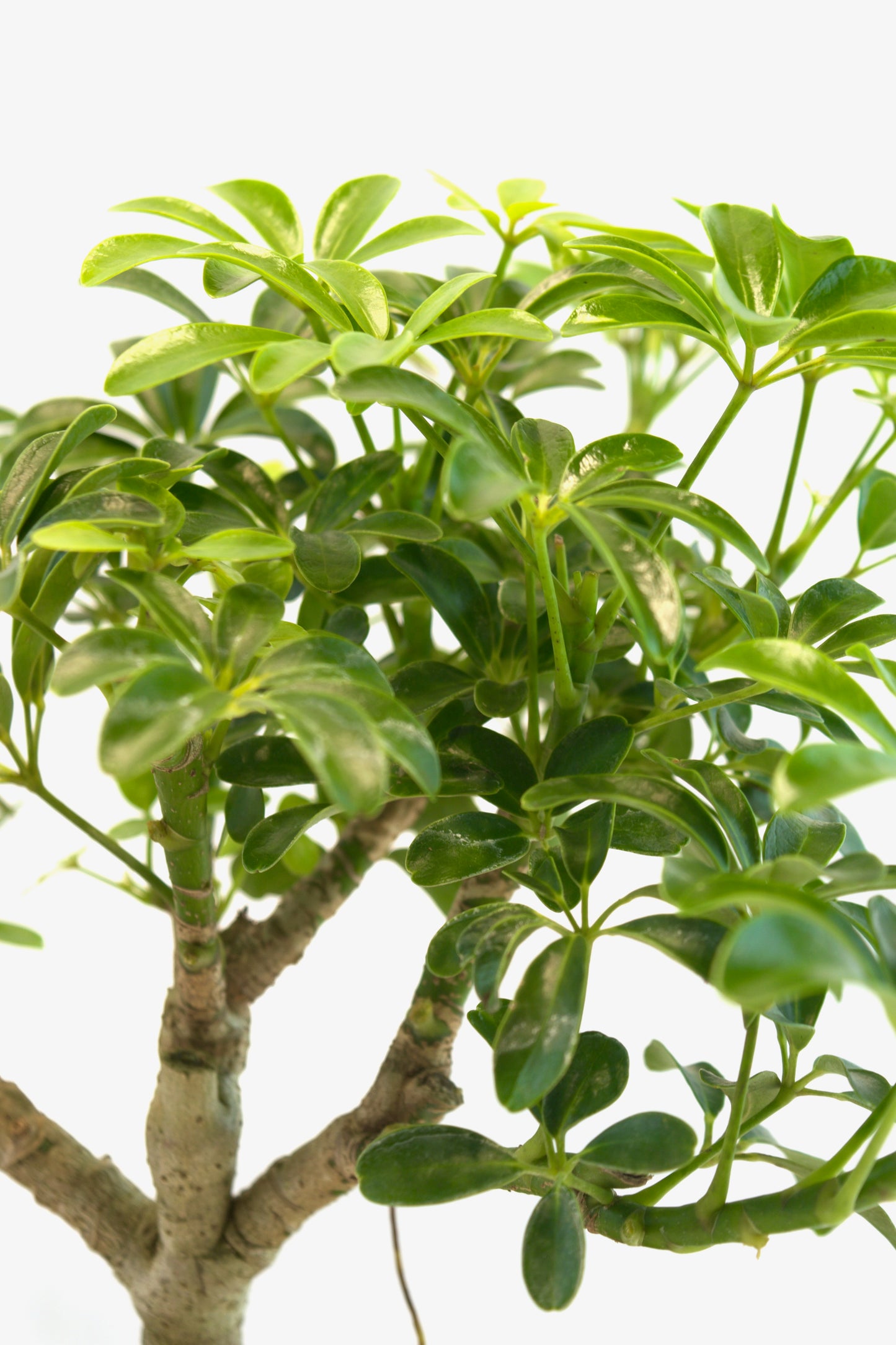 Schefflera Dwarf Bonsai Ceramic 7.5" Pot - One of a Kind Bonsai