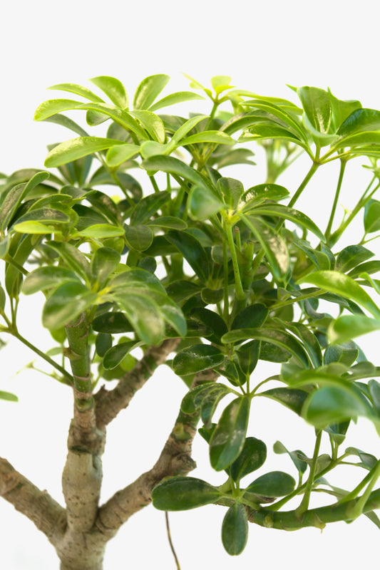 Schefflera Dwarf Bonsai Ceramic 7.5" Pot - One of a Kind Bonsai