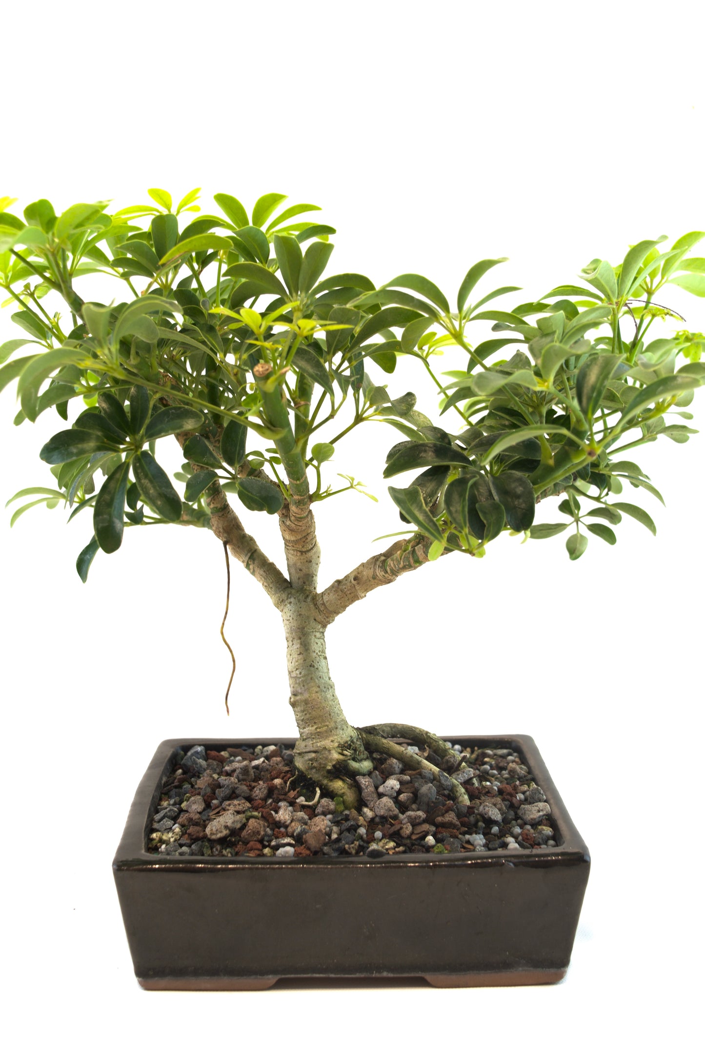 Schefflera Dwarf Bonsai Ceramic 7.5" Pot - One of a Kind Bonsai