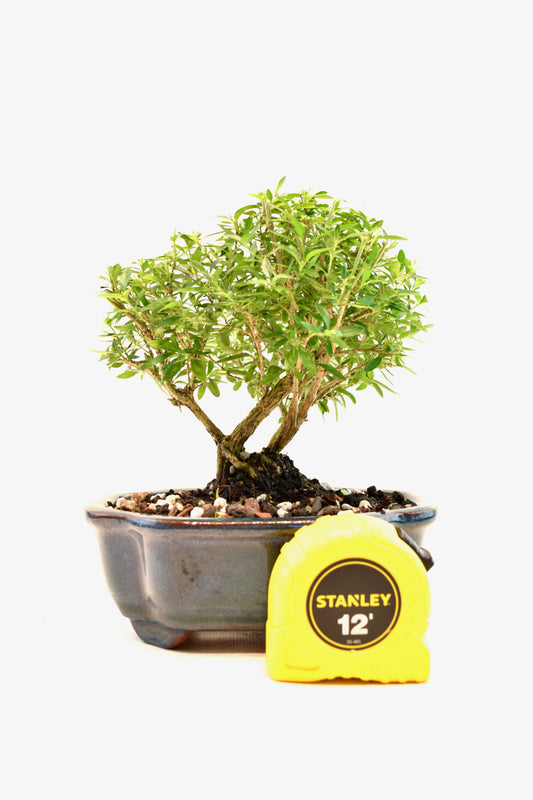 Mount Fuji Serissa Bonsai Ceramic 6" Pot - One of a Kind Bonsai