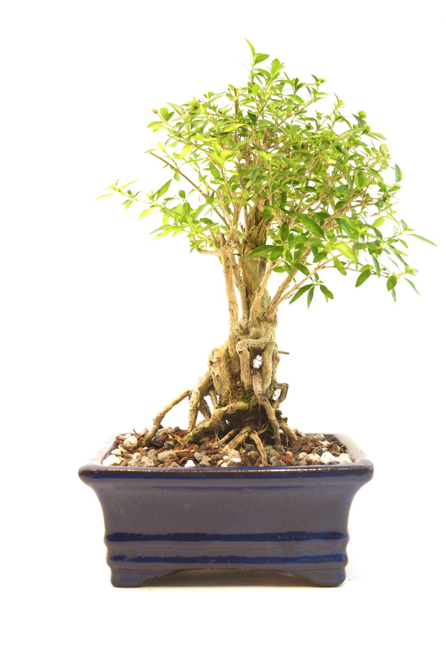 Live Serissa Bonsai Ceramic 6" Pot - One of a Kind Bonsai