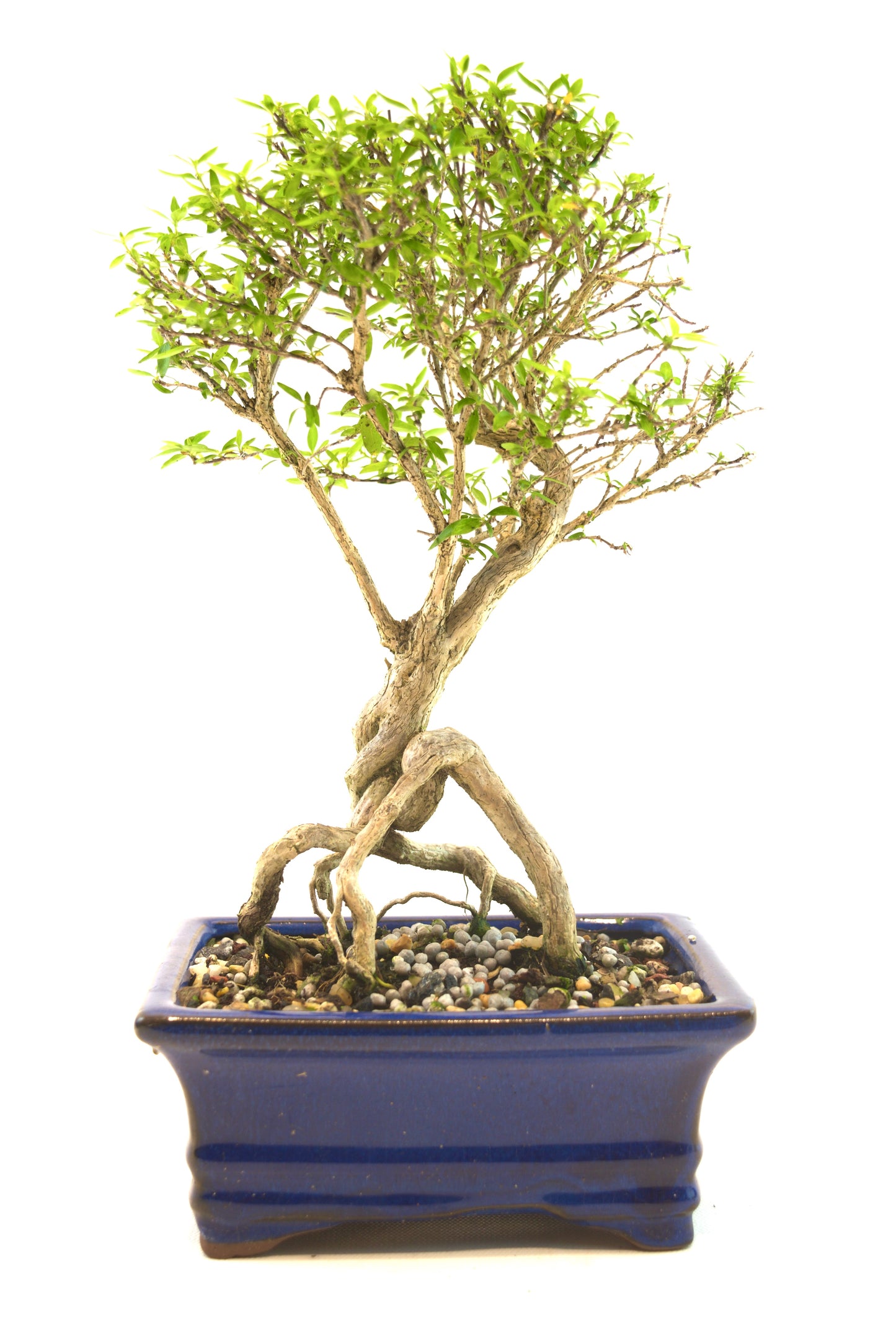 Live Serissa Bonsai Ceramic 6" Pot - One of a Kind Bonsai