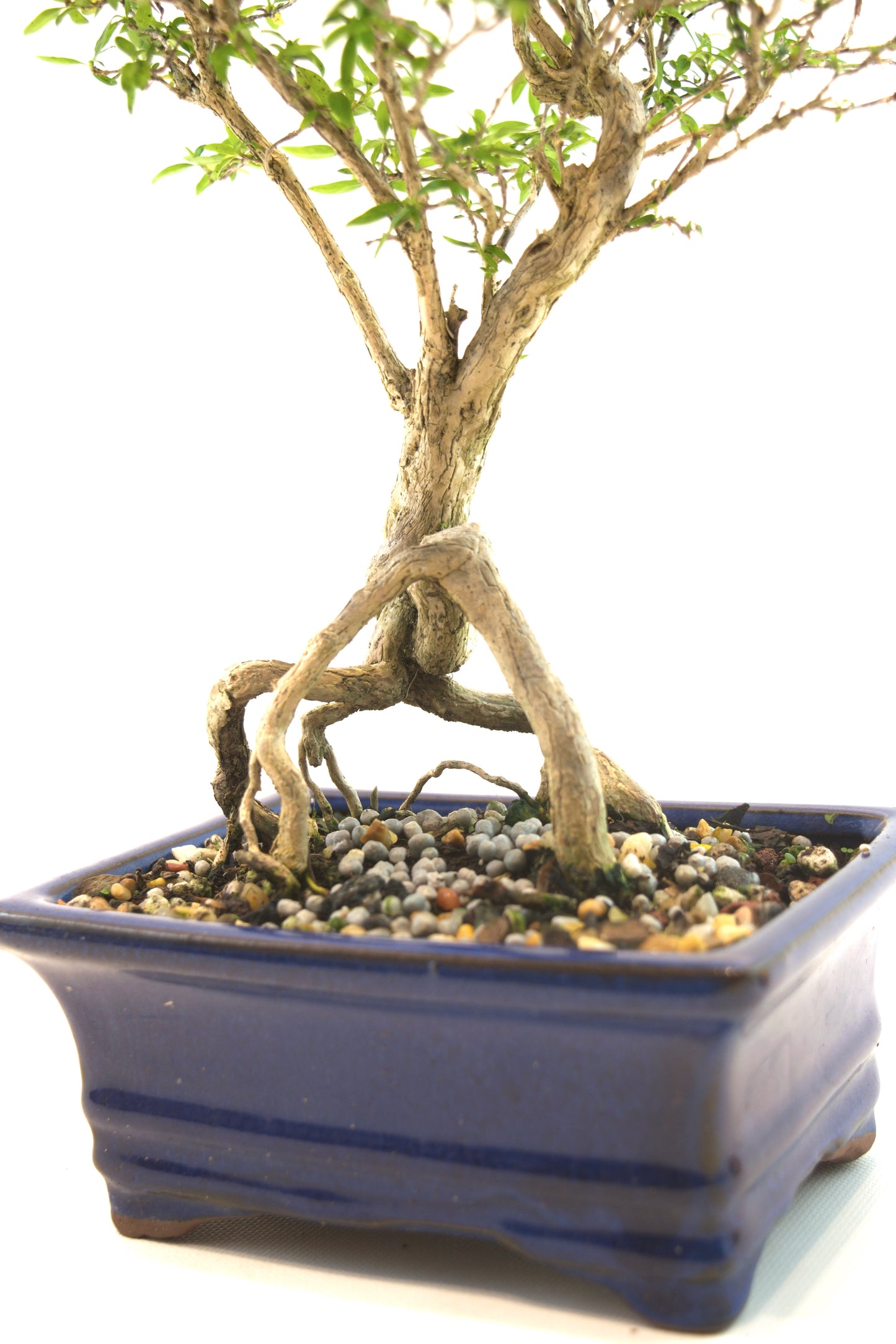 Live Serissa Bonsai Ceramic 6" Pot - One of a Kind Bonsai