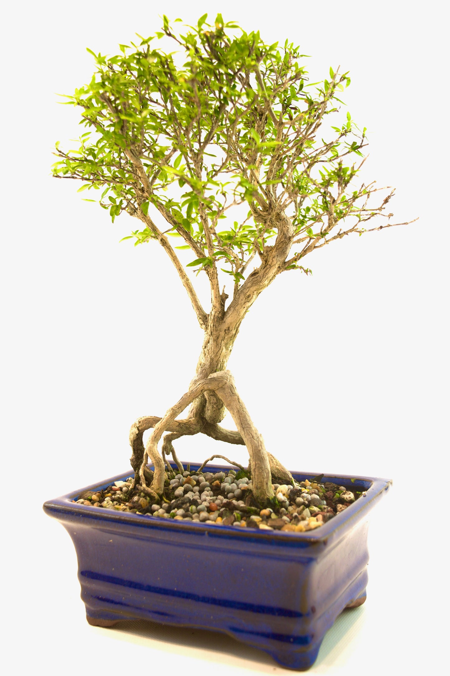 Live Serissa Bonsai Ceramic 6" Pot - One of a Kind Bonsai