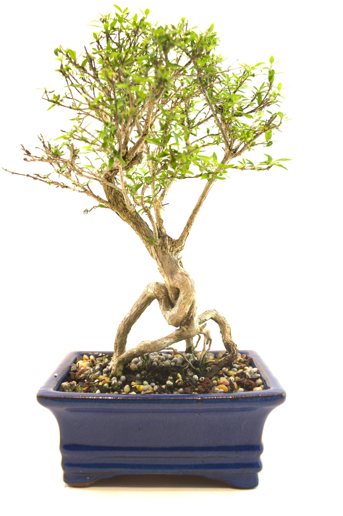 Live Serissa Bonsai Ceramic 6" Pot - One of a Kind Bonsai