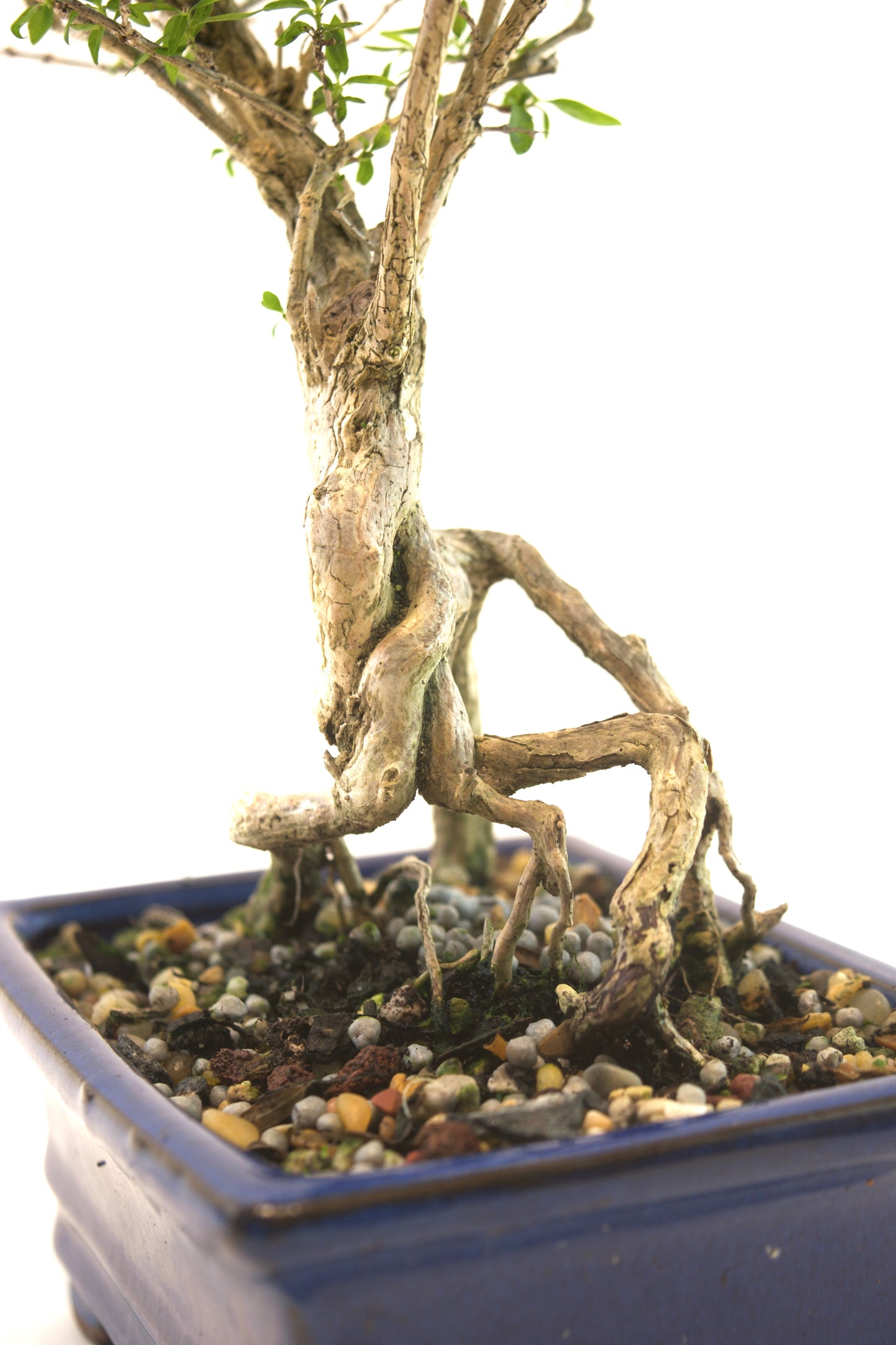 Live Serissa Bonsai Ceramic 6" Pot - One of a Kind Bonsai
