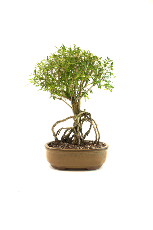 Live Serissa Bonsai Ceramic 8" Pot - One of a Kind Bonsai