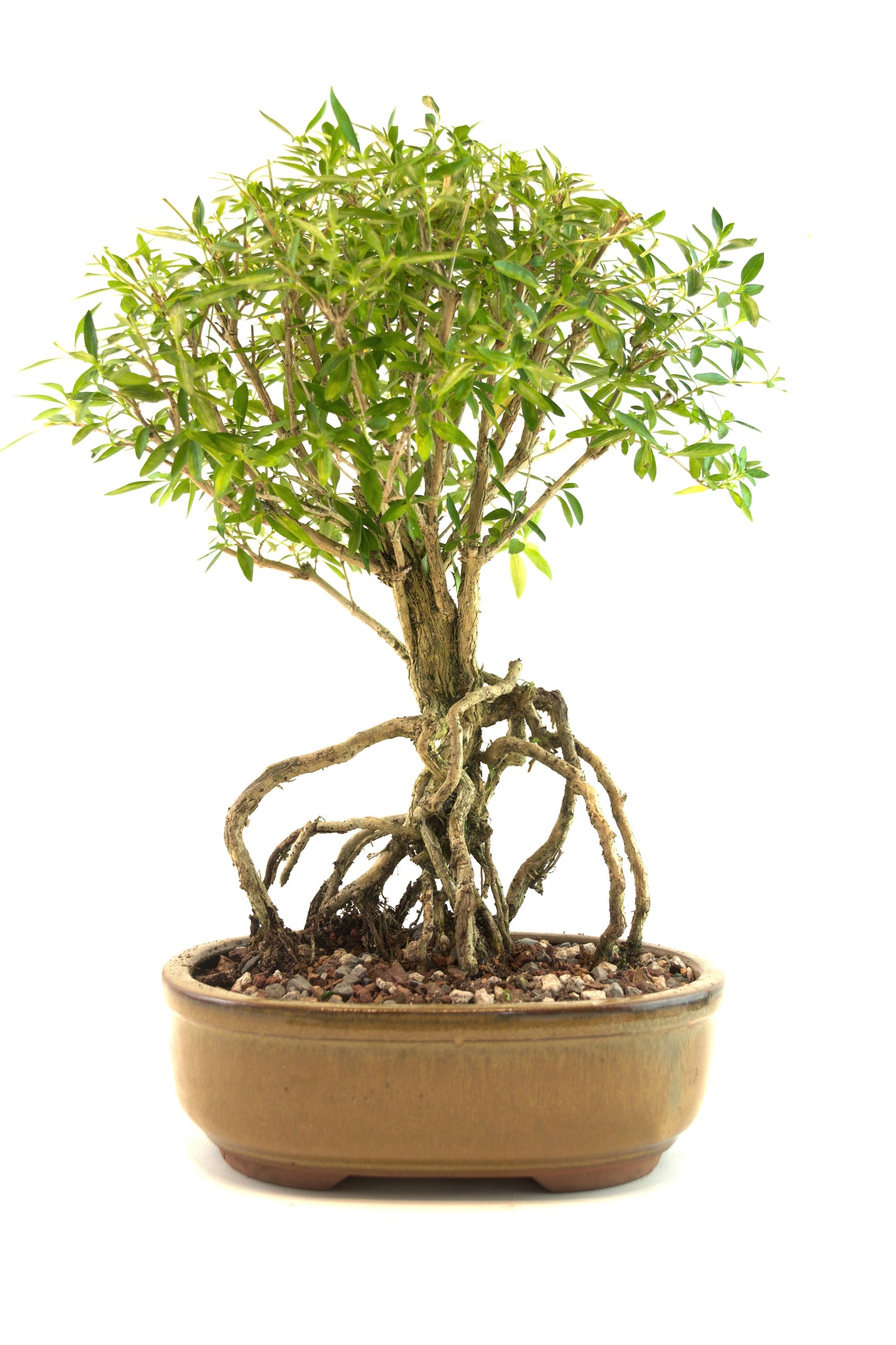 Live Serissa Bonsai Ceramic 8" Pot - One of a Kind Bonsai