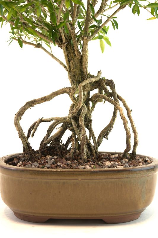 Live Serissa Bonsai Ceramic 8" Pot - One of a Kind Bonsai