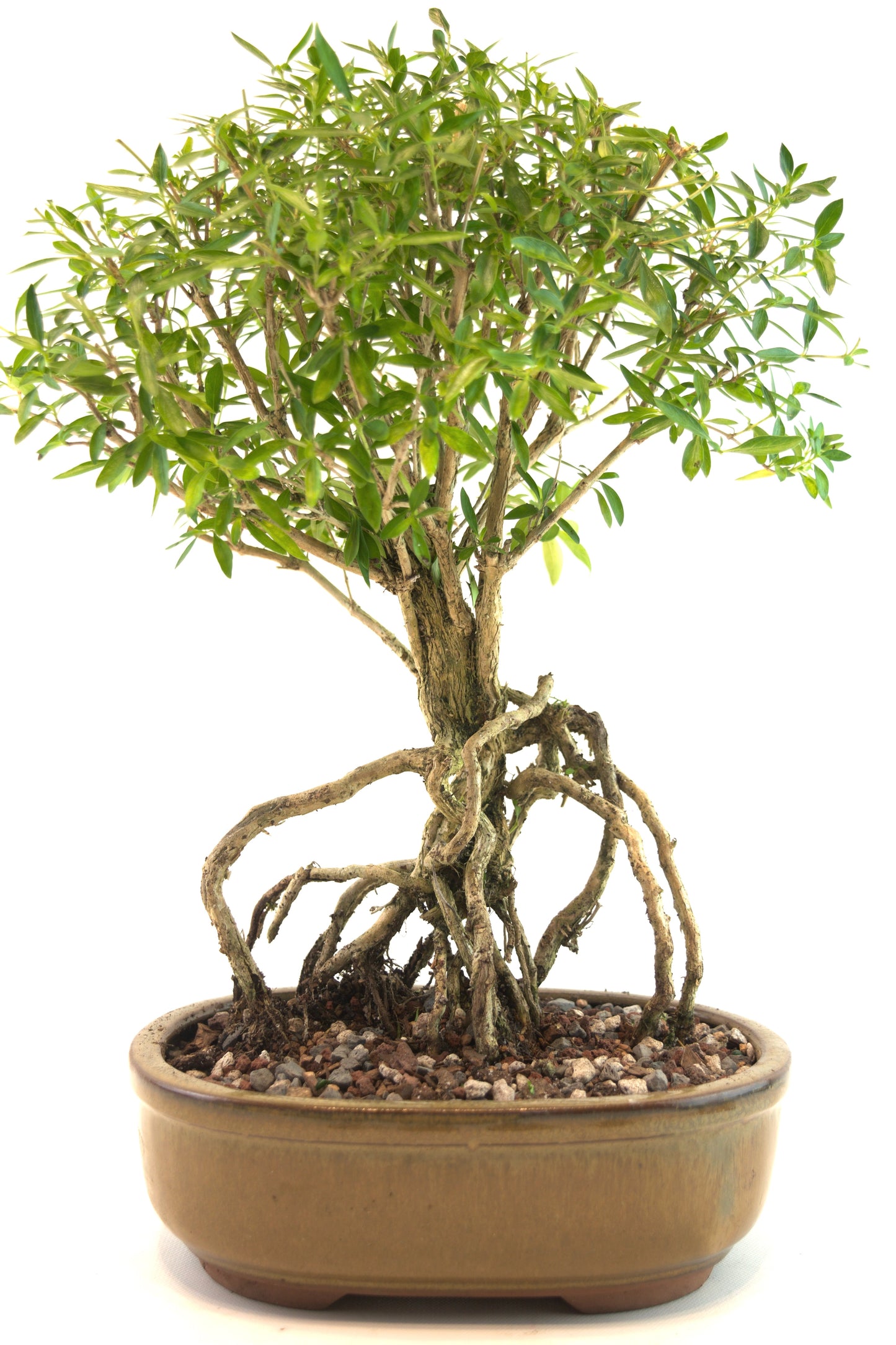 Live Serissa Bonsai Ceramic 8" Pot - One of a Kind Bonsai