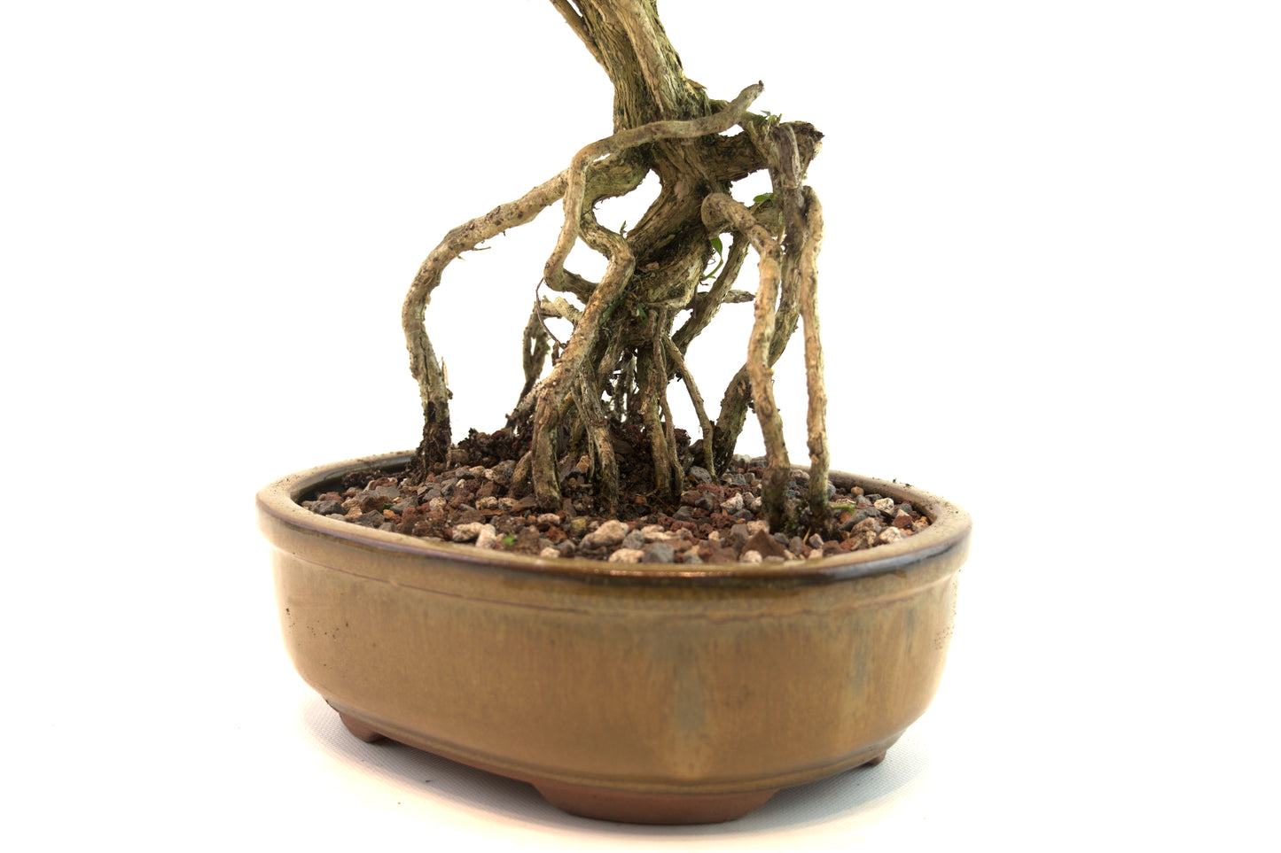 Live Serissa Bonsai Ceramic 8" Pot - One of a Kind Bonsai