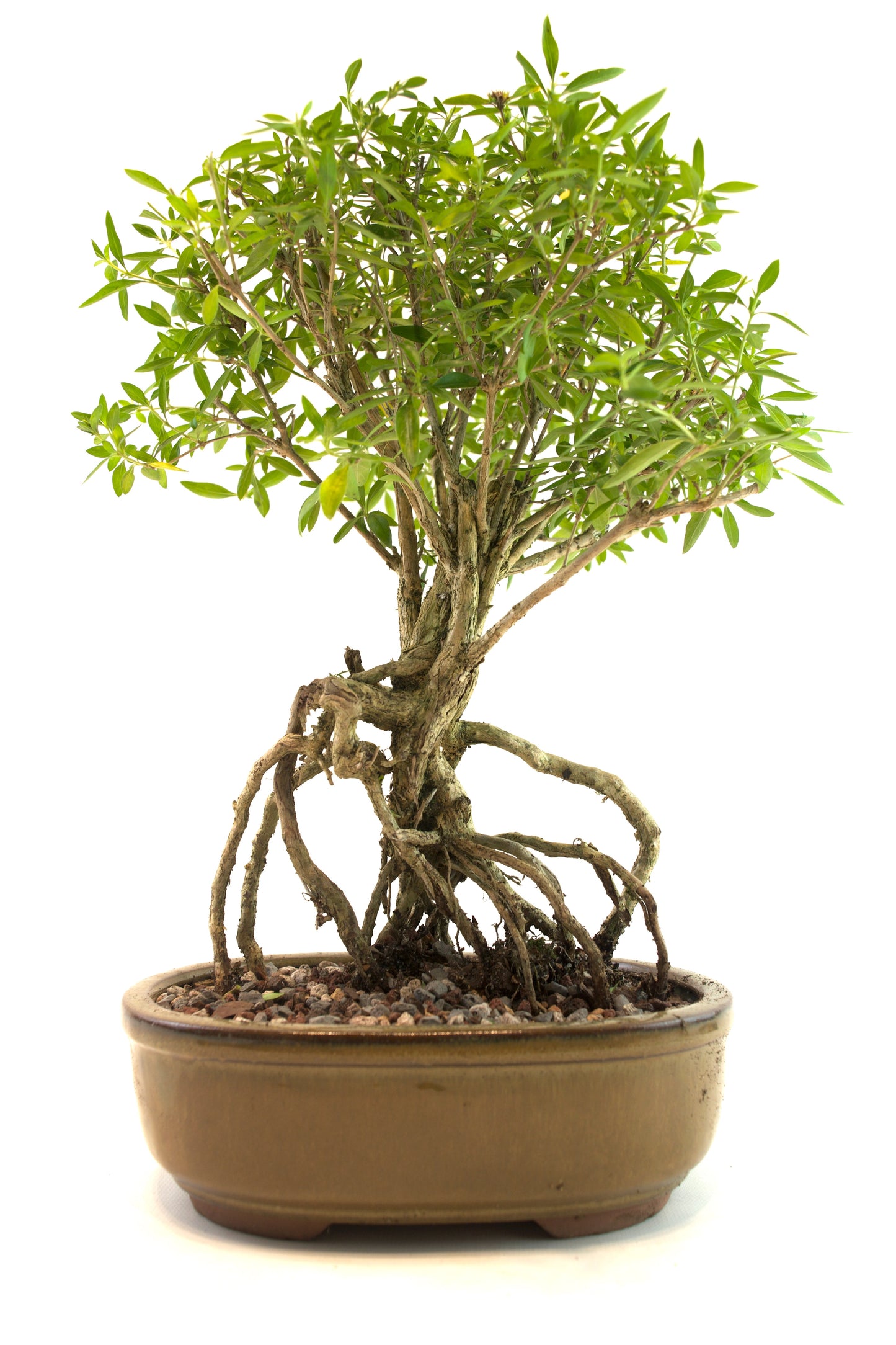 Live Serissa Bonsai Ceramic 8" Pot - One of a Kind Bonsai