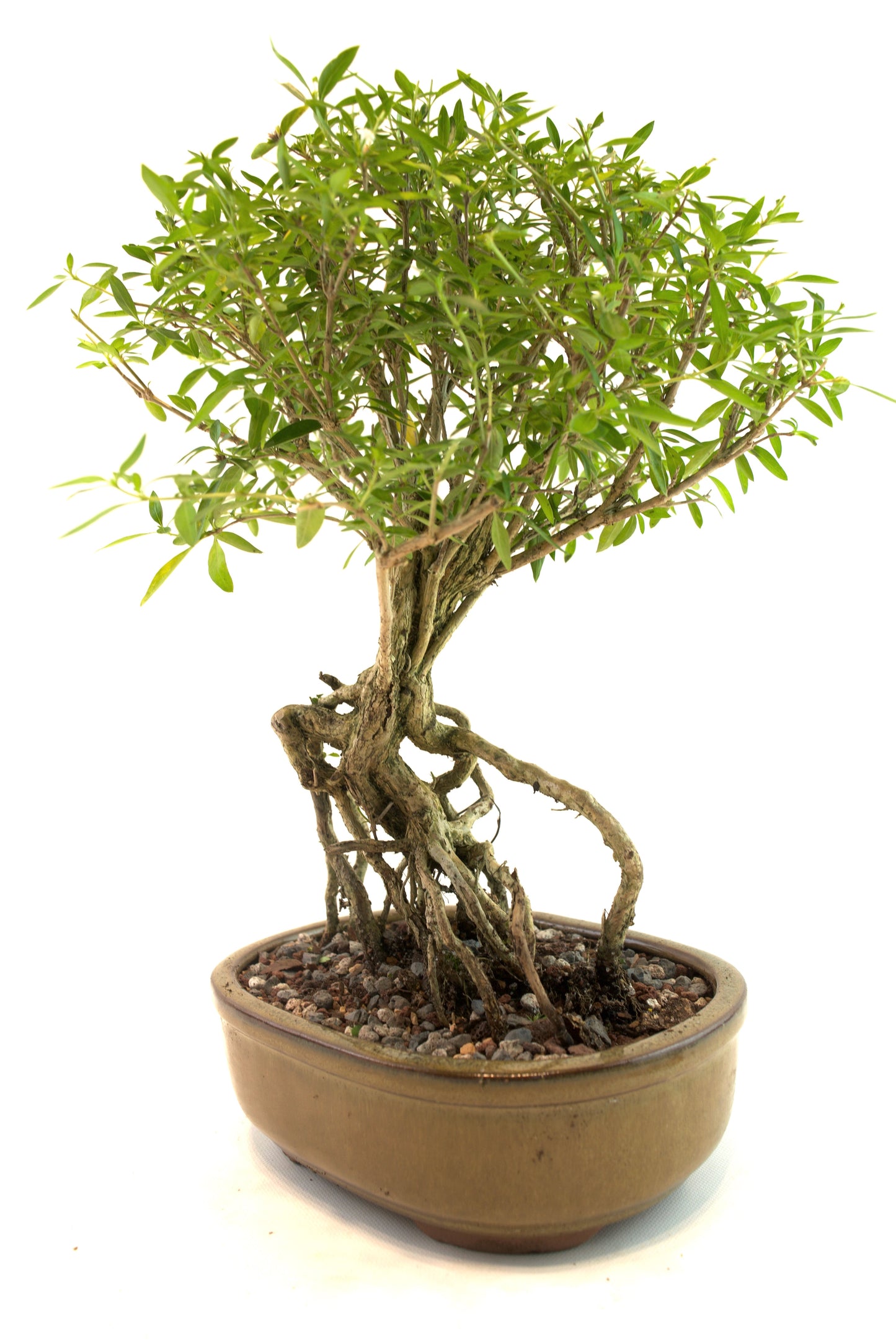 Live Serissa Bonsai Ceramic 8" Pot - One of a Kind Bonsai