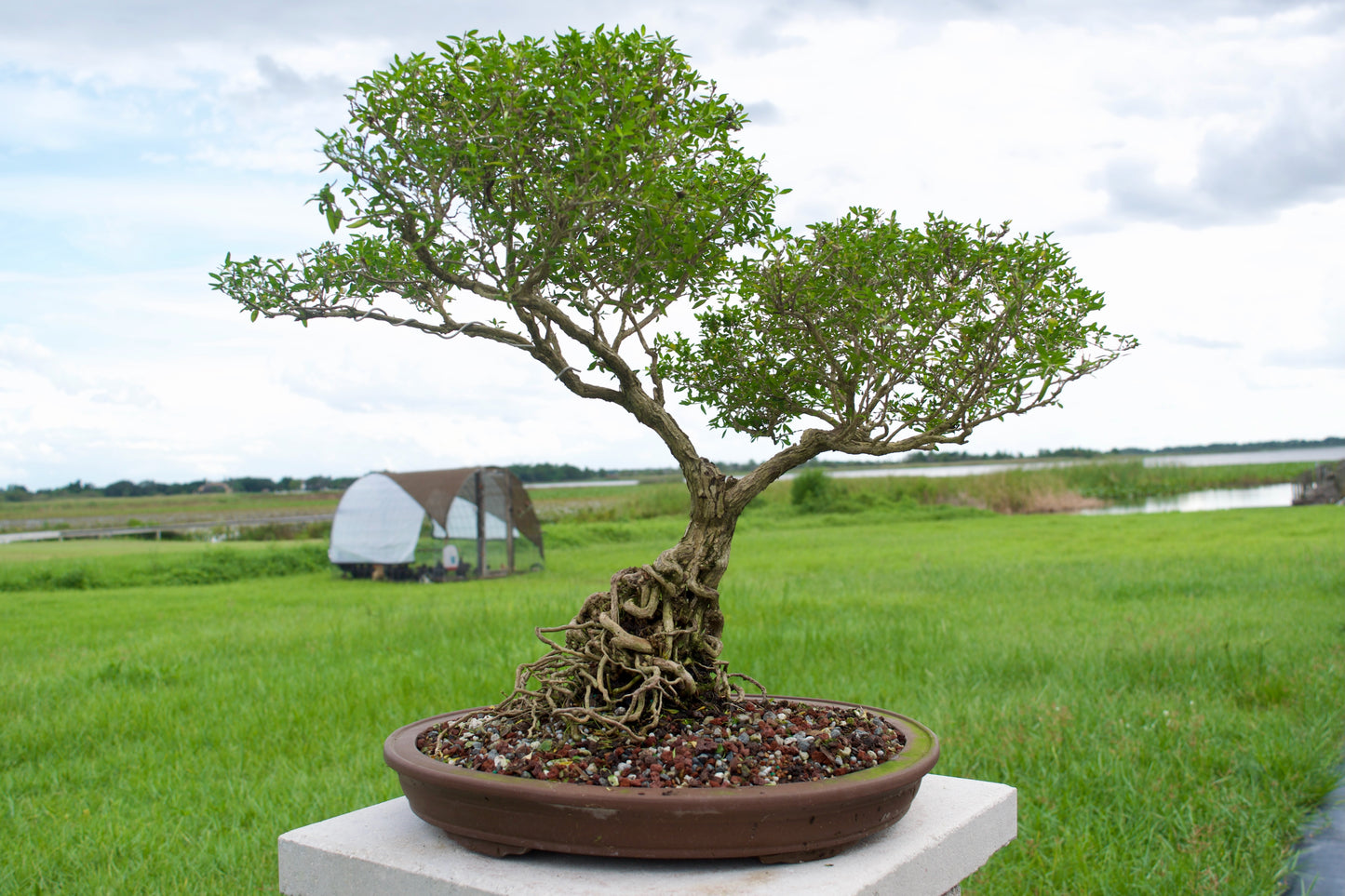 Serissa Foetida “Snow Rose” Bonsai | 15–18 Years Old