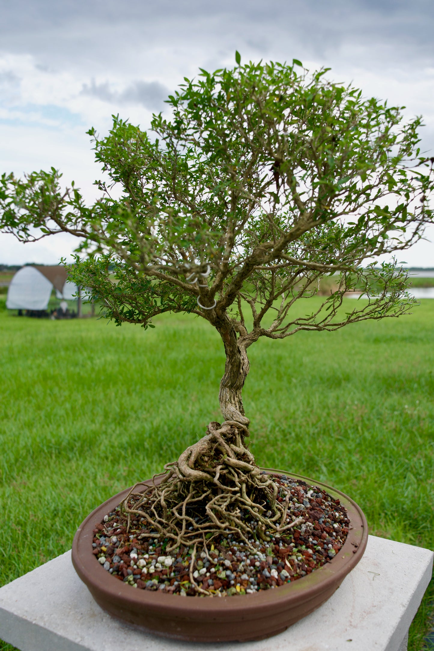Serissa Foetida “Snow Rose” Bonsai | 15–18 Years Old