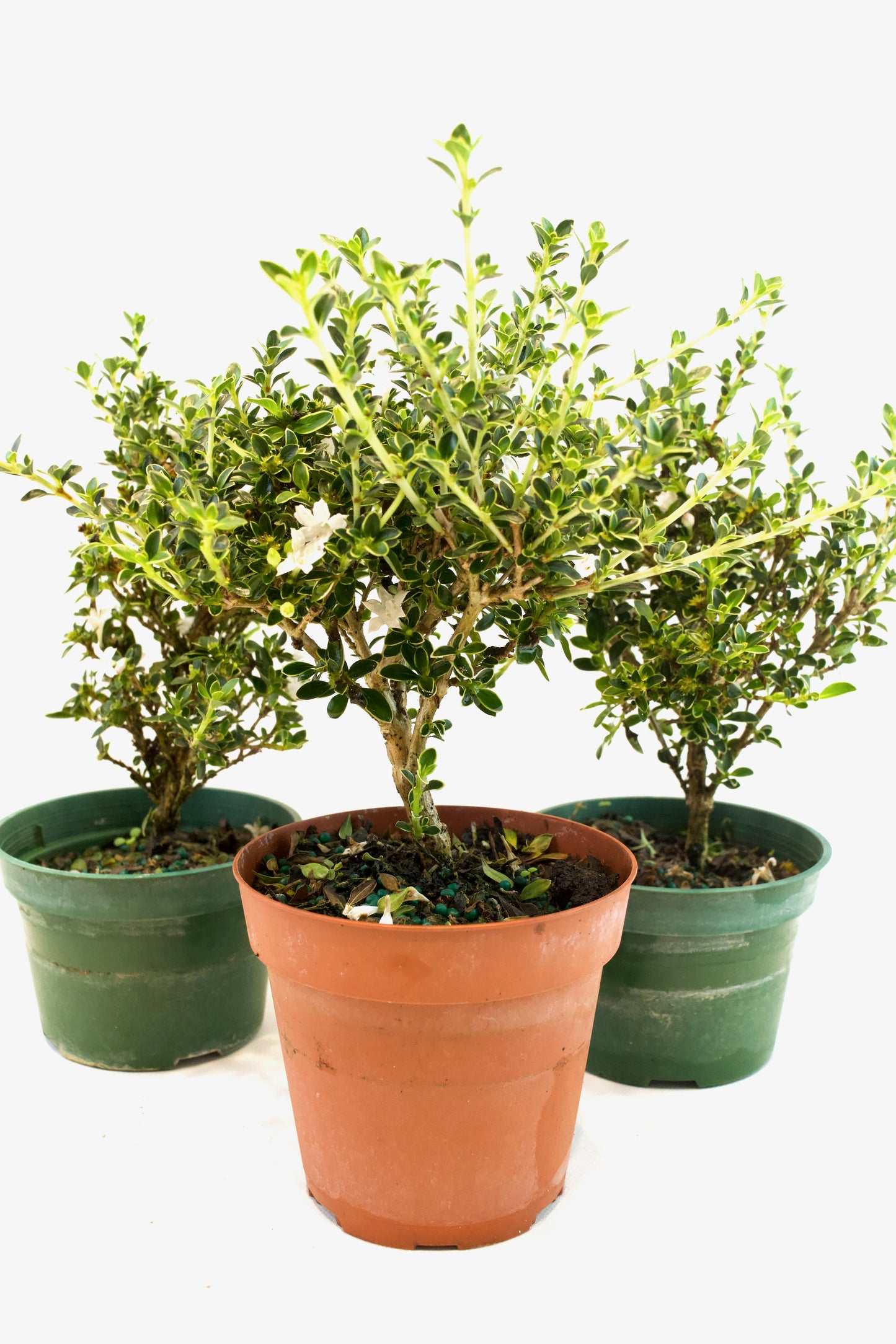Serissa Mount Fuji Live in 4"Pot - Pre-Bonsai
