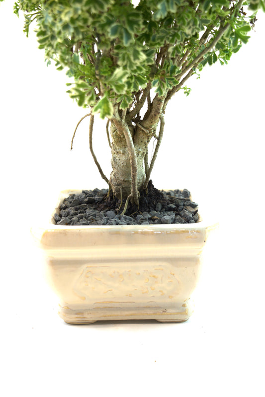Snowflake Aralia Bonsai 6"Ceramic Pot - One of a Kind Bonsai