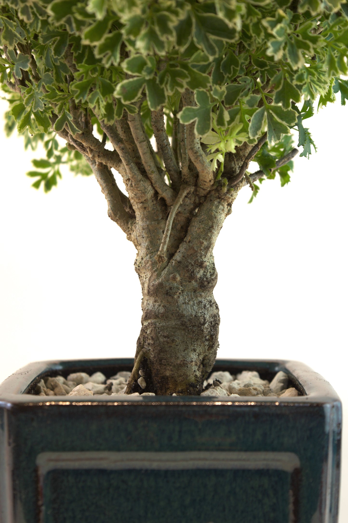 Snowflake Aralia Bonsai Tree: Exposed Roots, 17" tall - One of a Kind Bonsai