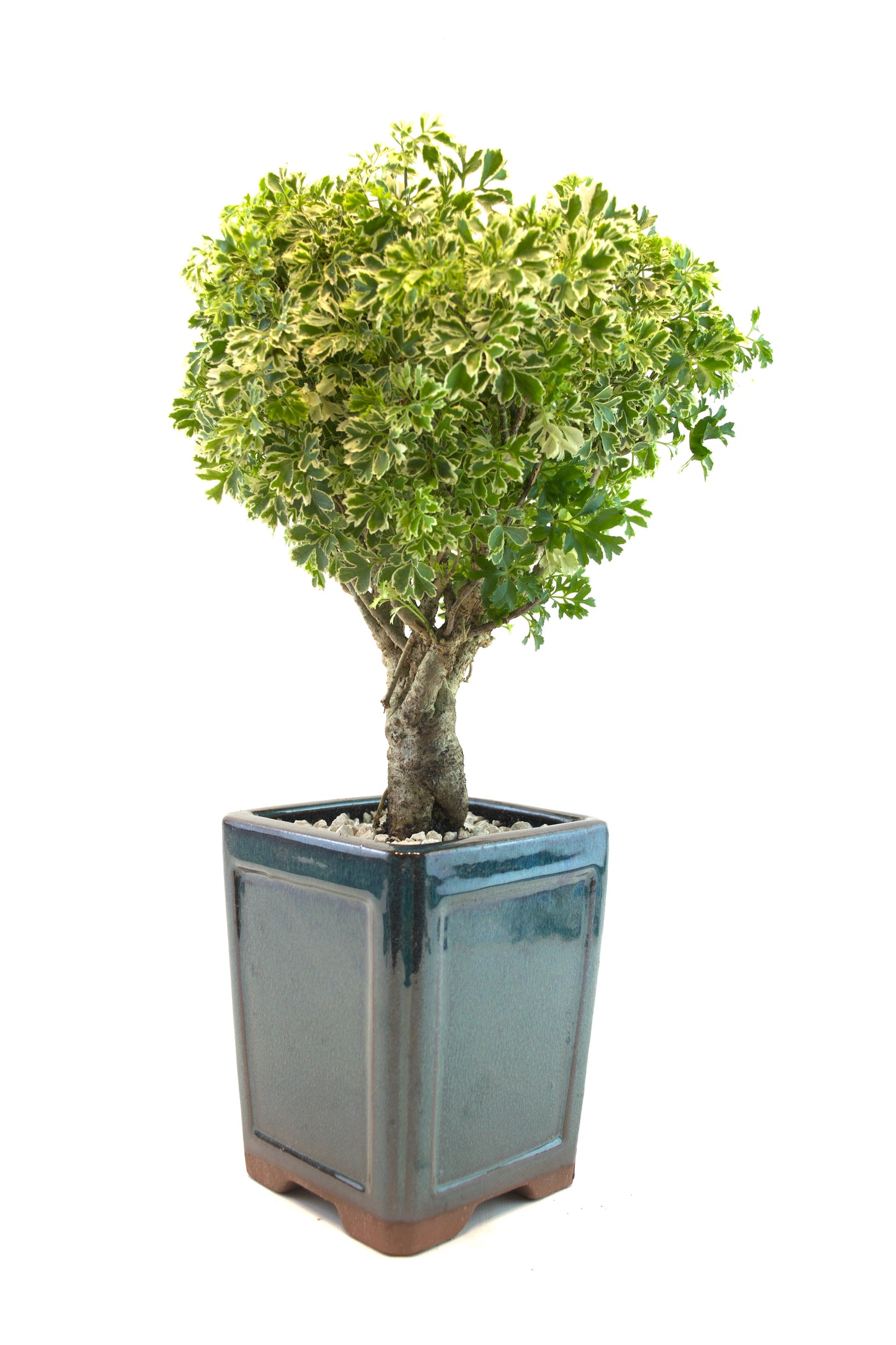 Snowflake Aralia Bonsai Tree: Exposed Roots, 17" tall - One of a Kind Bonsai