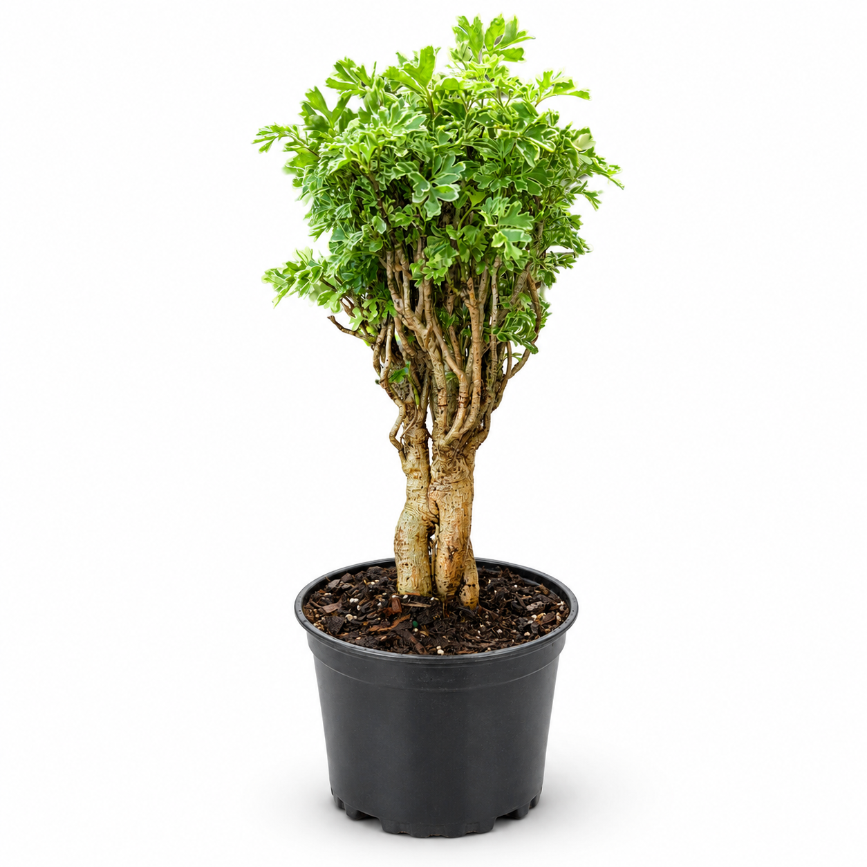 Snowflake Aralia Tree in 6" Pot - Pre Bonsai