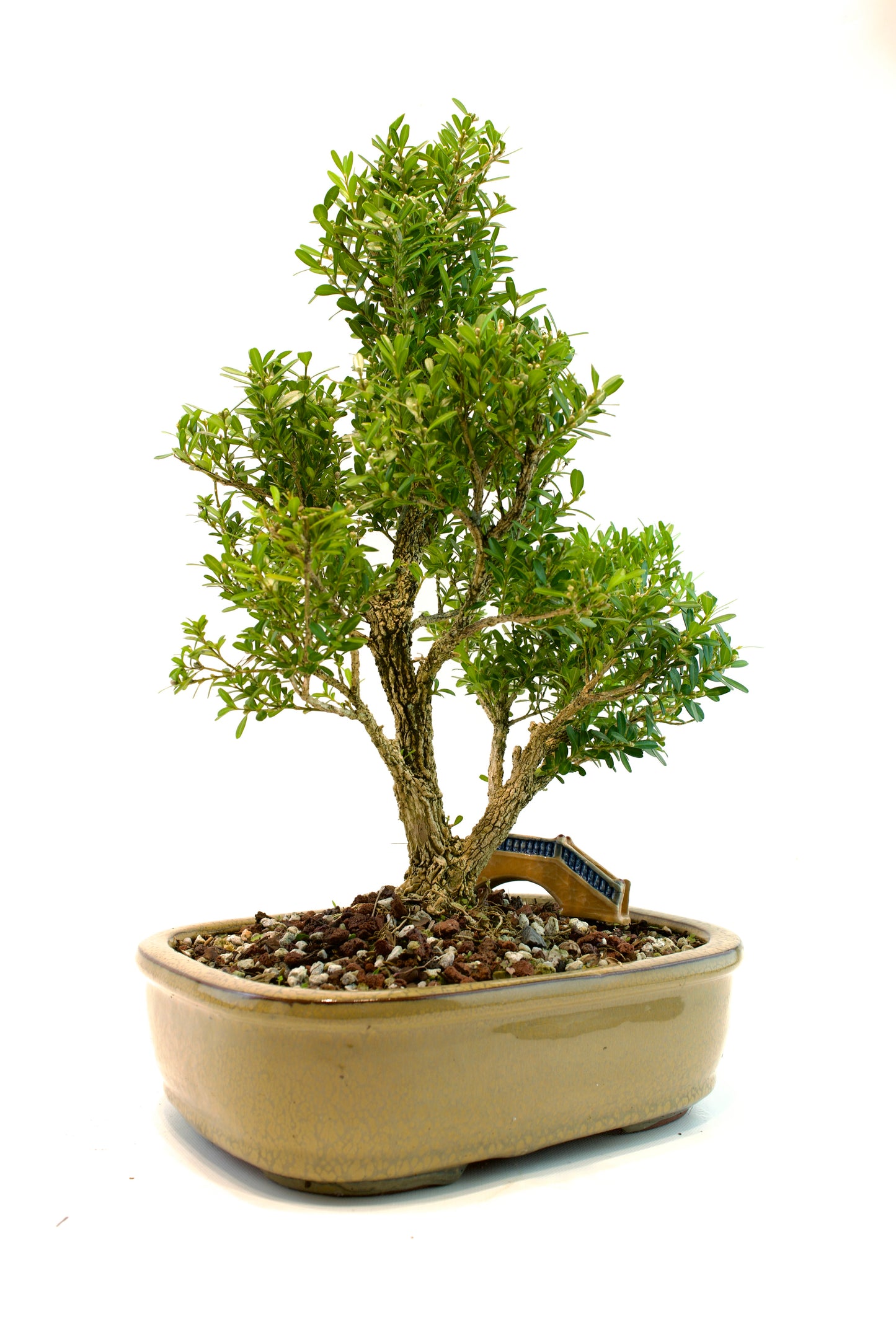 Taiwan Boxwood Bonsai Ceramic 10" Pot - One of a Kind Bonsai